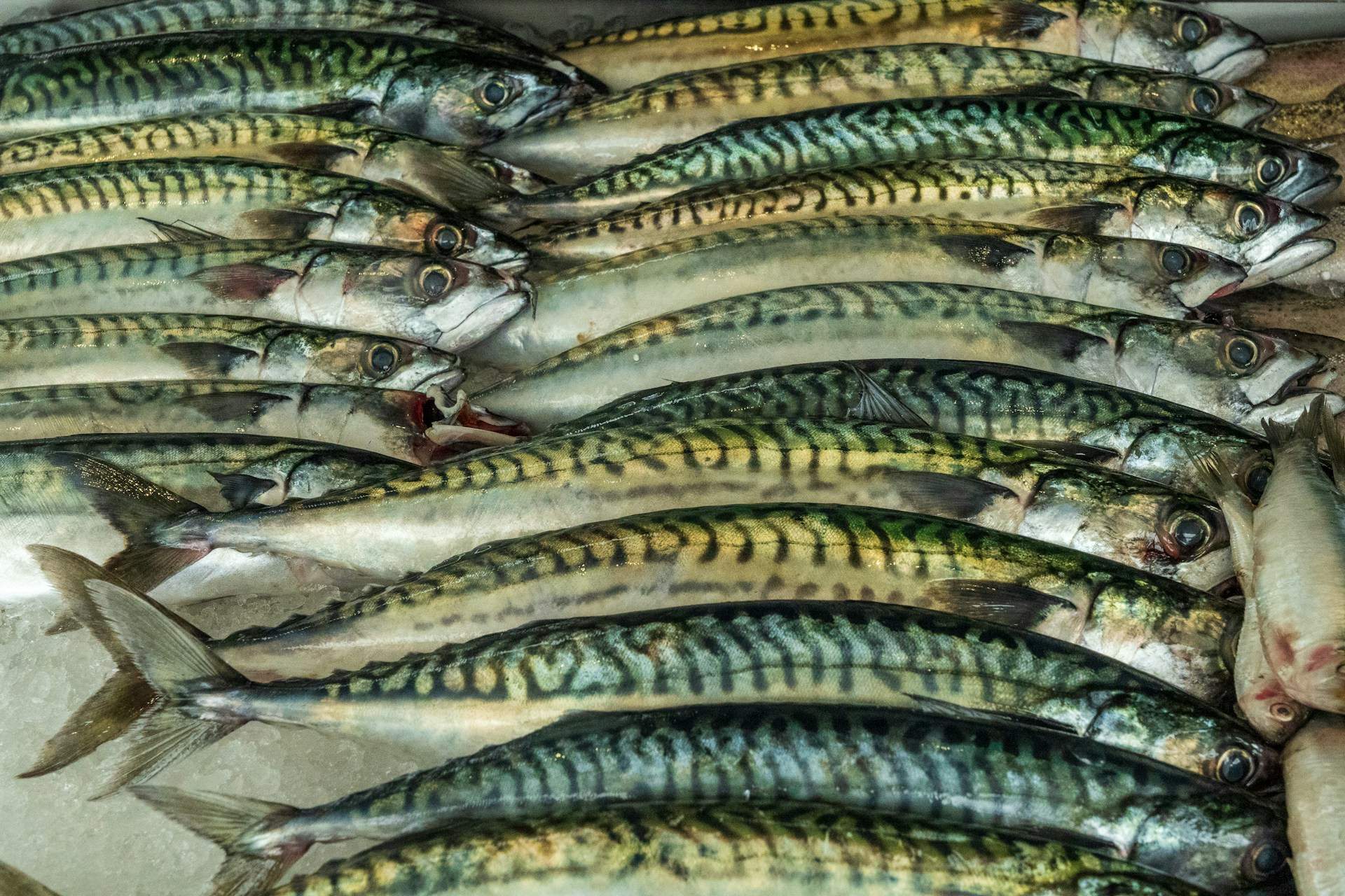 Cómo hacer salmuera de pescado para conservarlo Cómo hacer salmuera de pescado para conservarlo