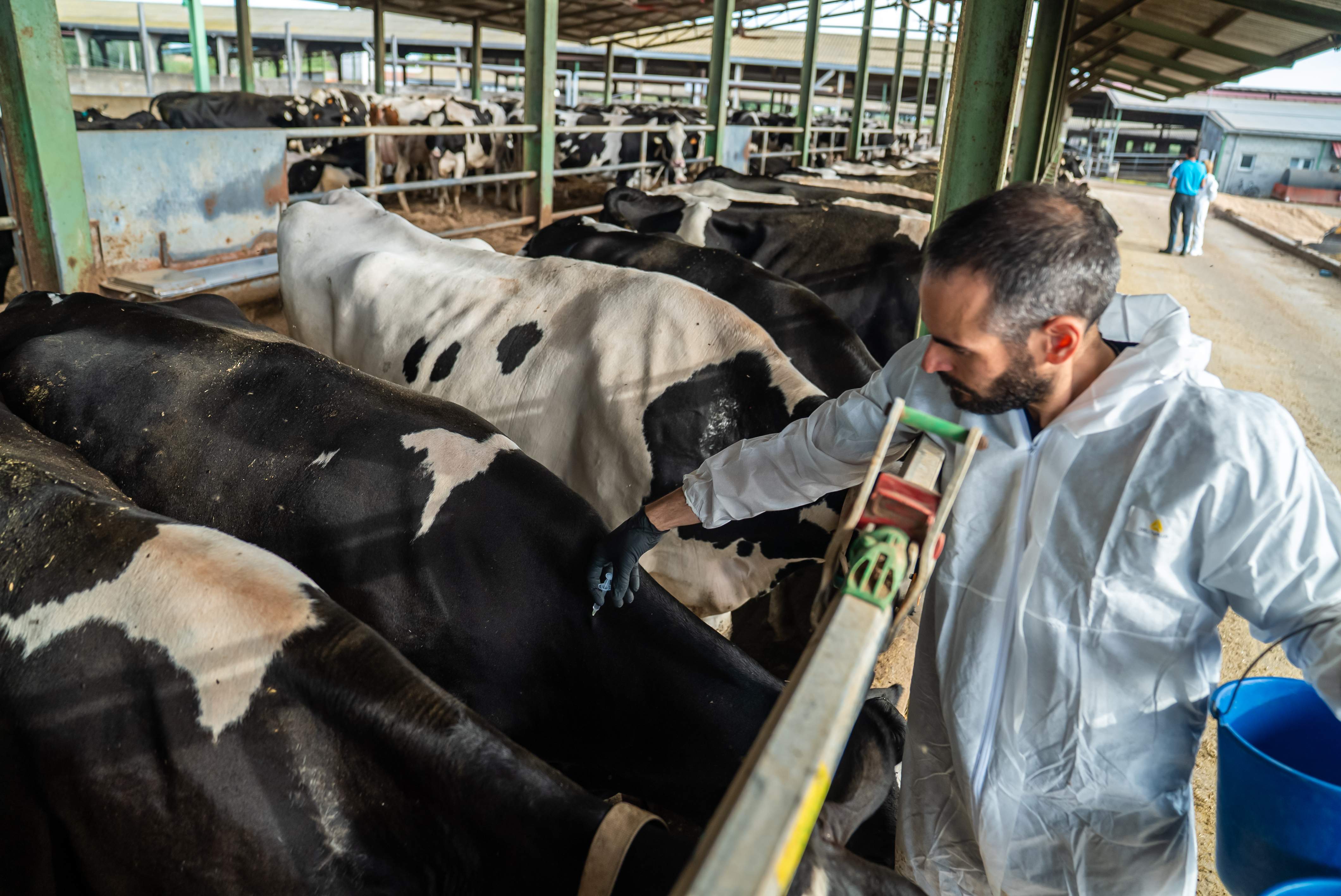 Identifican otro posible foco de dermatosis nodular en una granja de Osona