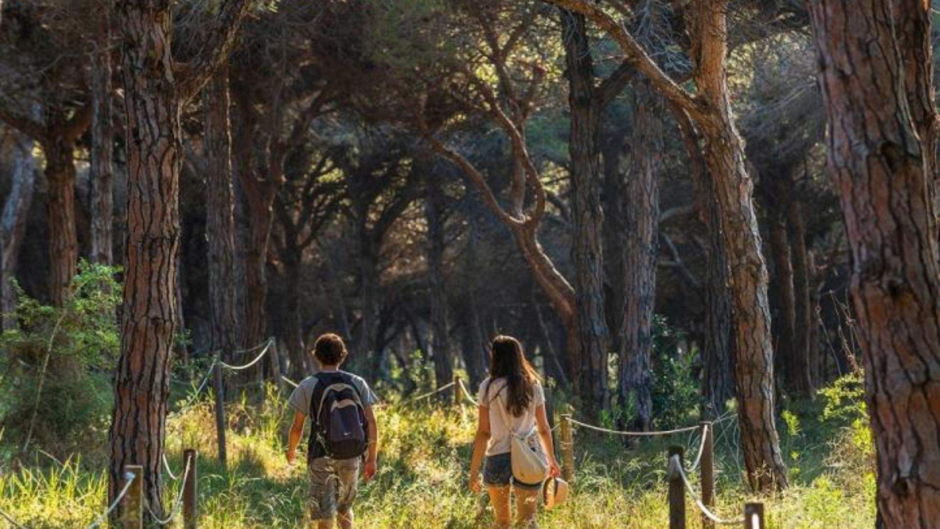 El bosque al que solo se puede acceder 10 veces al año y está al lado de Barcelona: un entorno único