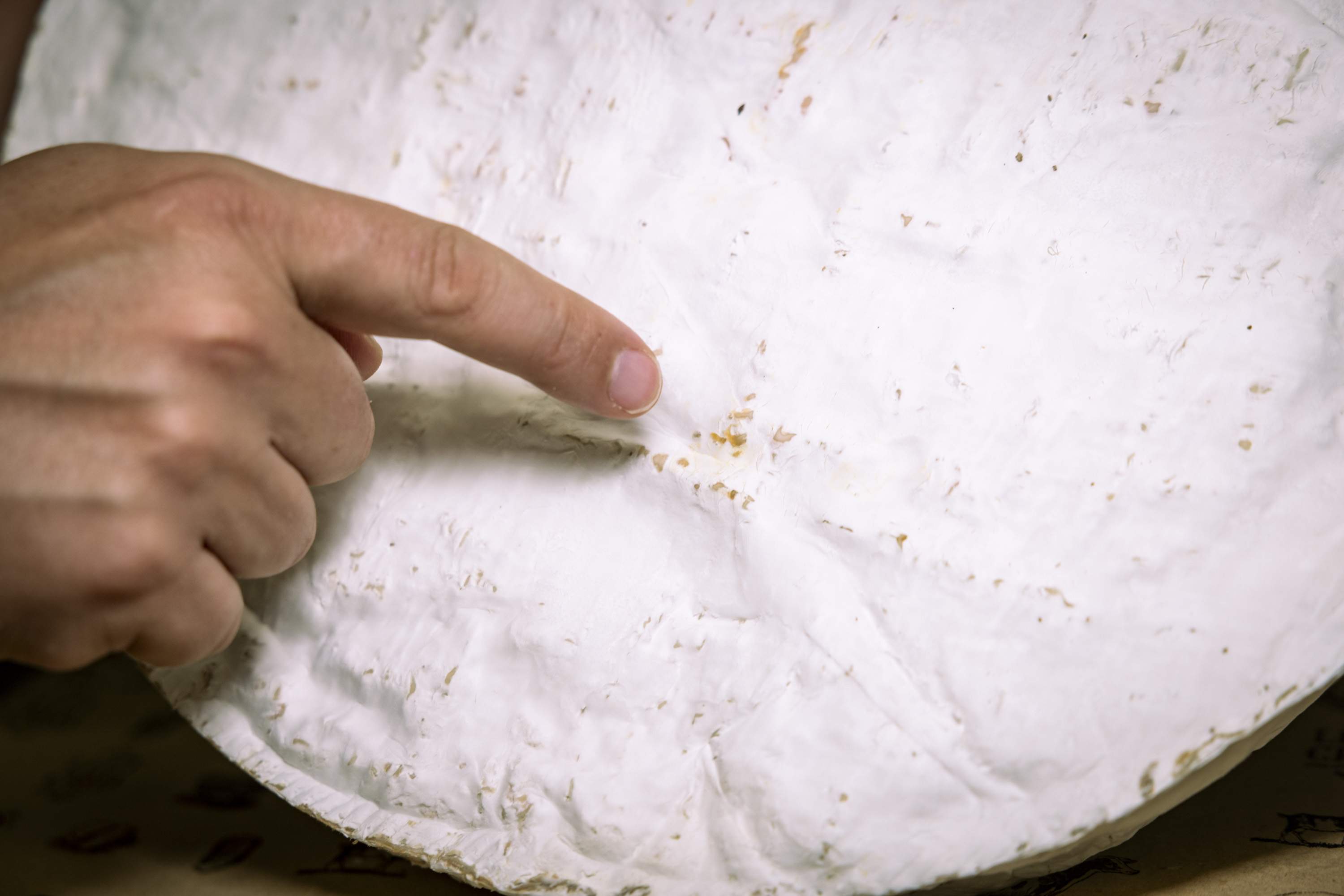 Són bons aquests fongs al formatge? Descobreix quan te'l pots menjar i quan no