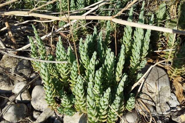 Raïm de pastor / Foto: Unsplash