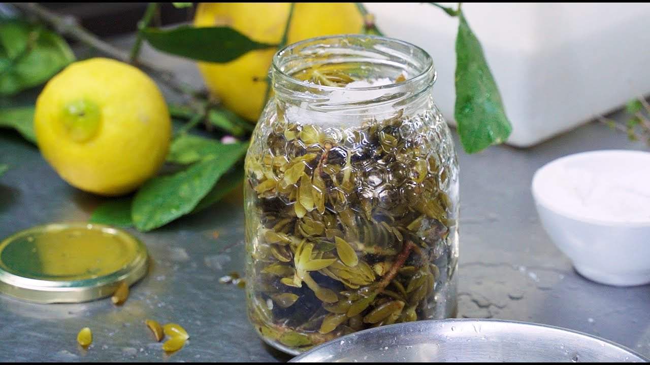 Conserva de uña de gato: el secreto de las abuelas parar realzar el sabor de los platos