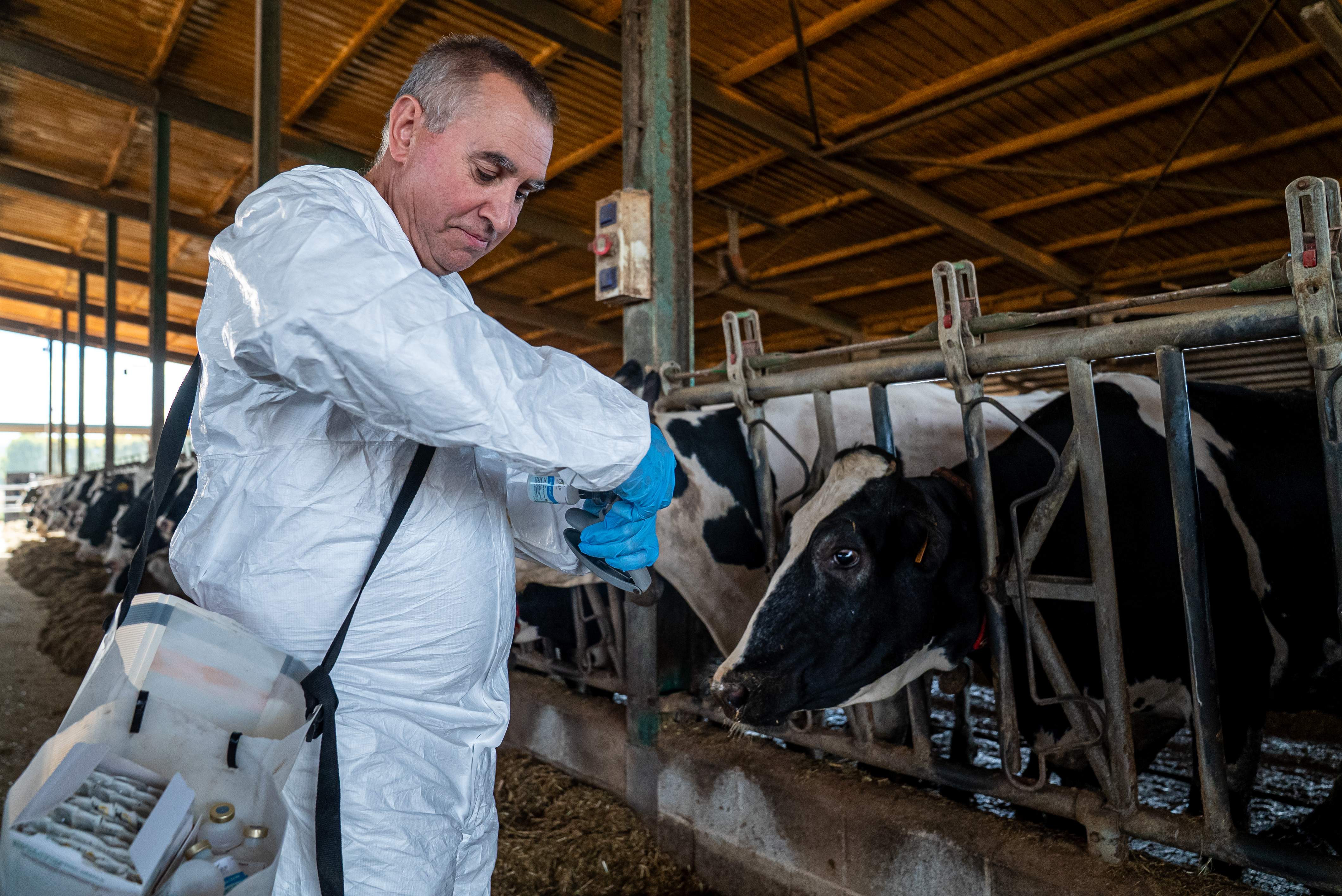 La vacunació de la dermatosi nodular contagiosa s'estén a 22 comarques de Catalunya La vacunació de la dermatosi nodular contagiosa s'estén a 22 comarques de Catalunya