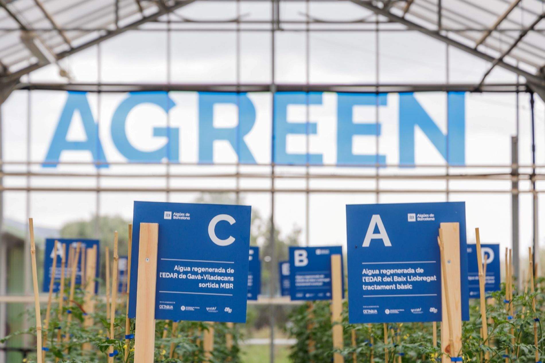 Èxit del projecte Agreen d'Aigües de Barcelona i l'UPC en l'ús d'aigüa renegerada en l'agricultura Èxit del projecte Agreen d'Aigües de Barcelona i l'UPC en l'ús d'aigüa renegerada en l'agricultura