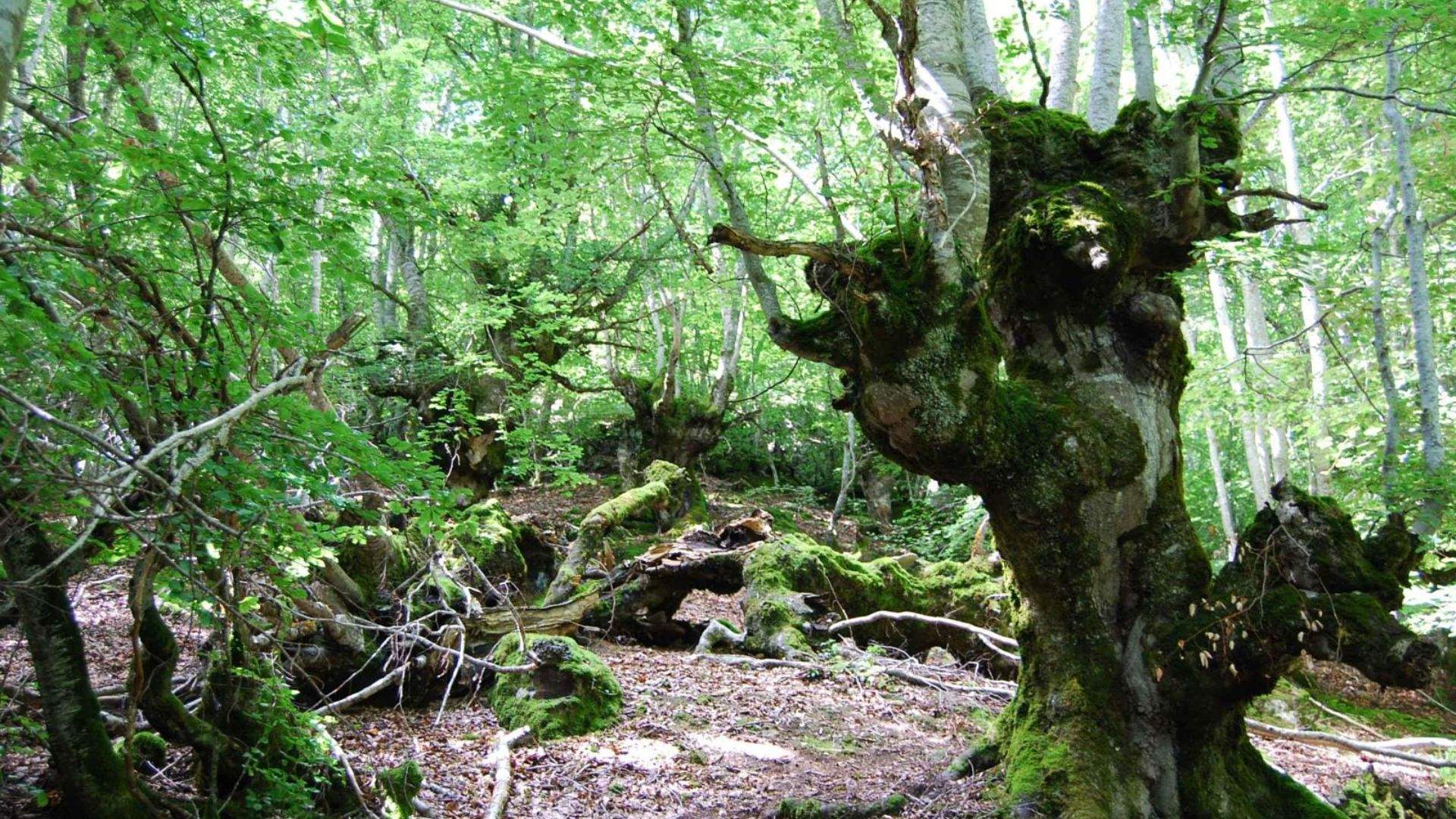 La bonica ruta que has de fer aquesta tardor a Catalunya (i no és la Fageda d’en Jordà)