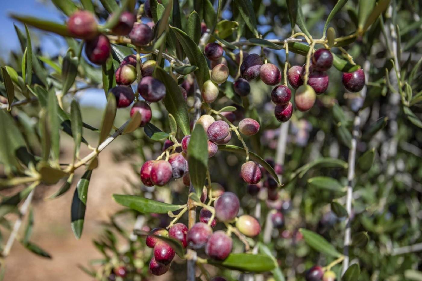 Des de quan suquem i amanim amb oli d’oliva arbequina?