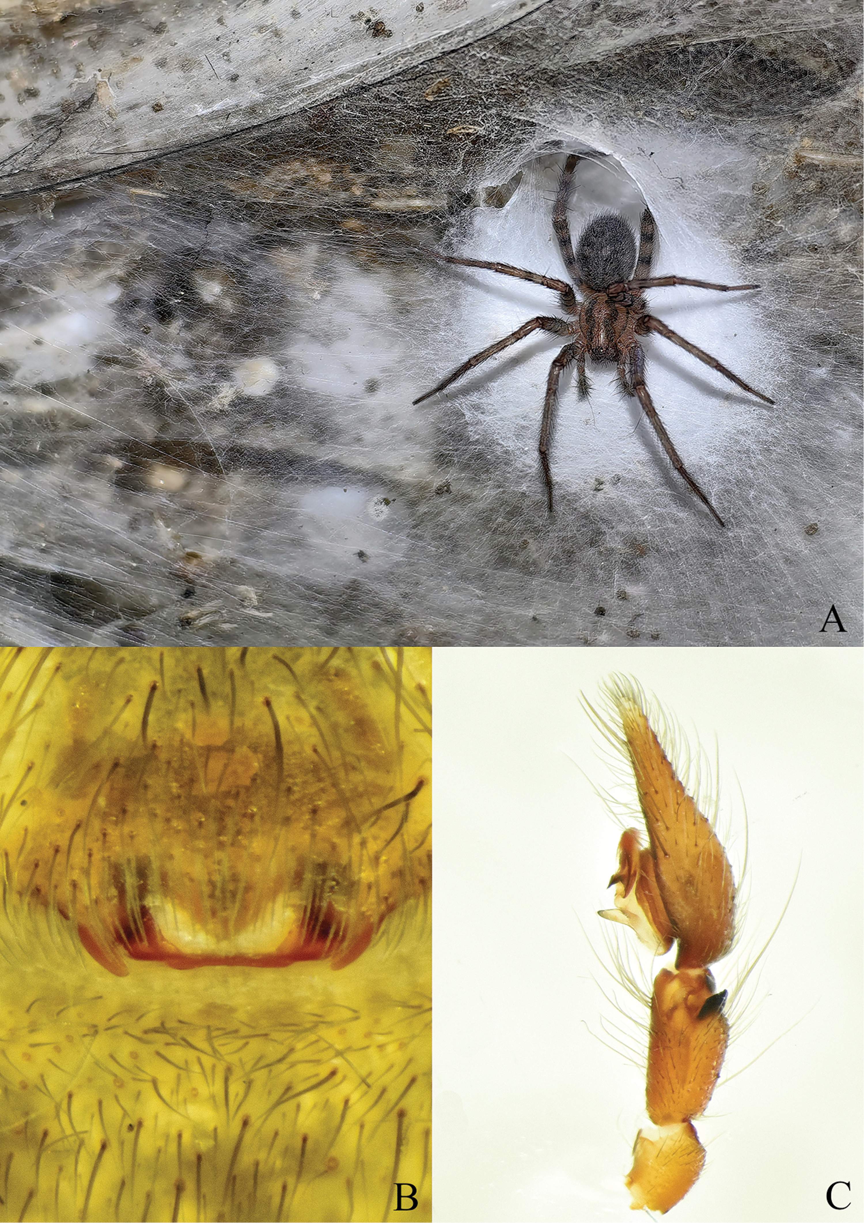 Tegenaria domestica en la Cova del Sofre Tegenaria domestica en la Cova del Sofre