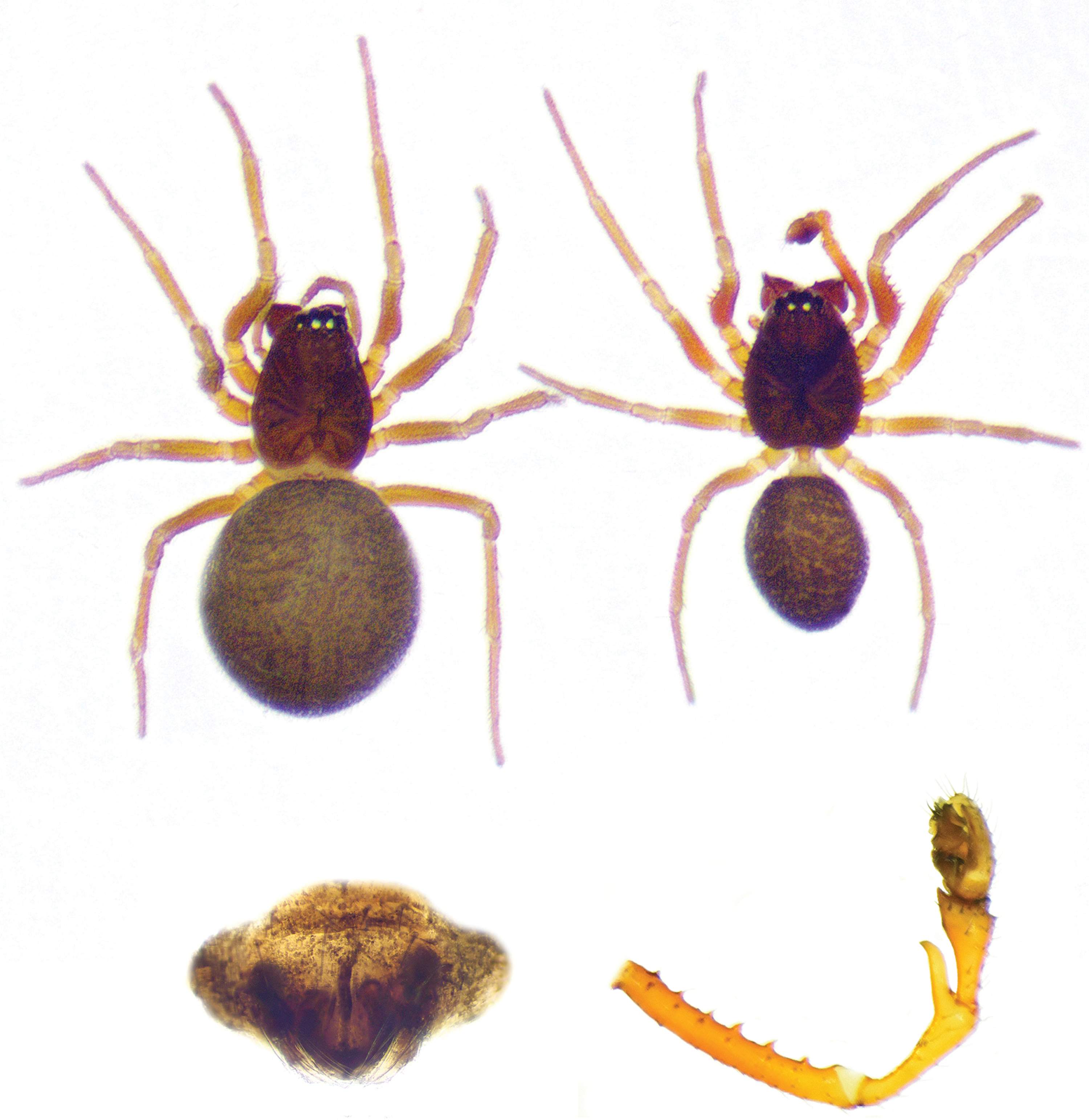 Prinerigone vagans en la Cova del Sofre Prinerigone vagans en la Cova del Sofre