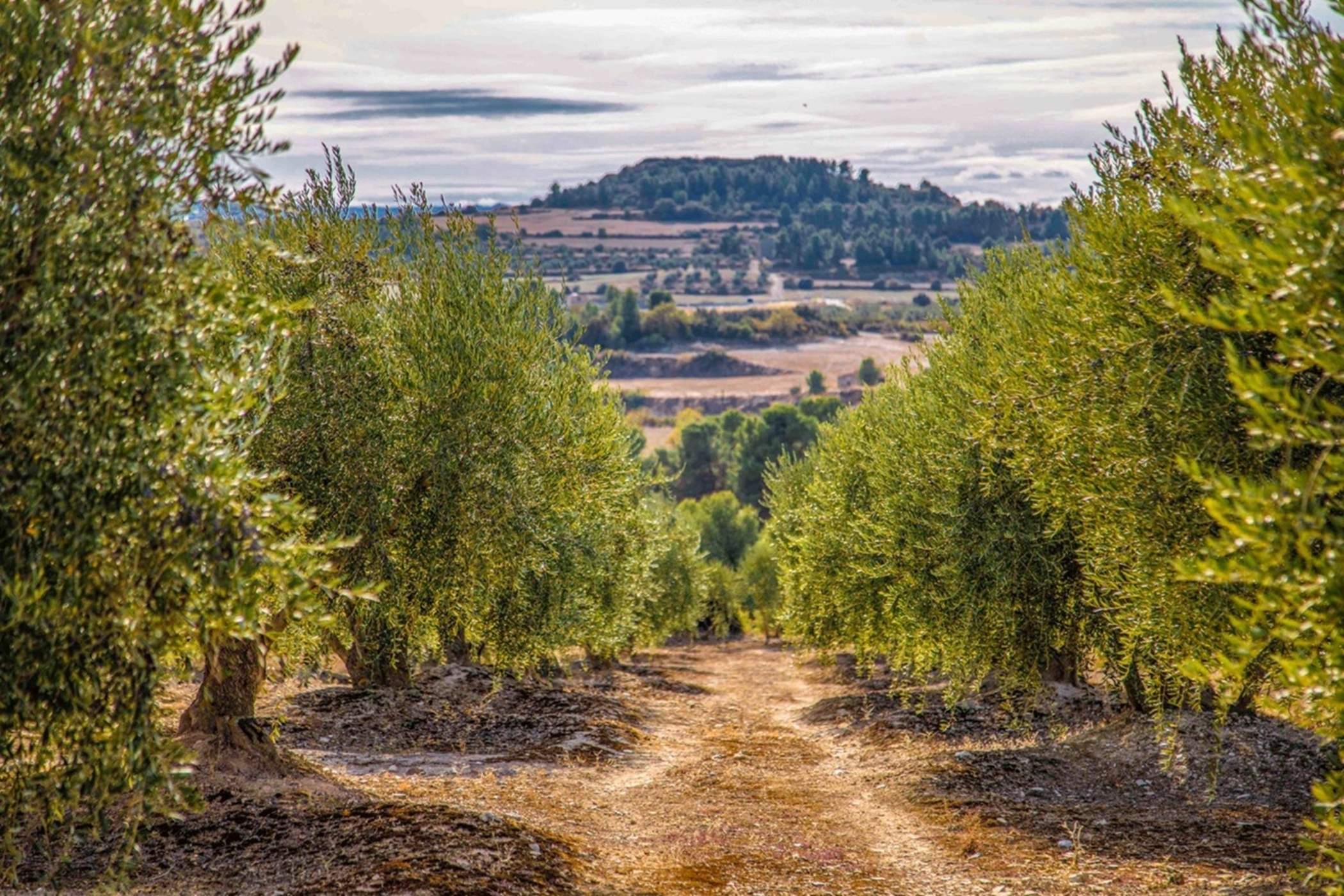¿De dónde viene y desde cuándo se produce el aceite arbequino?