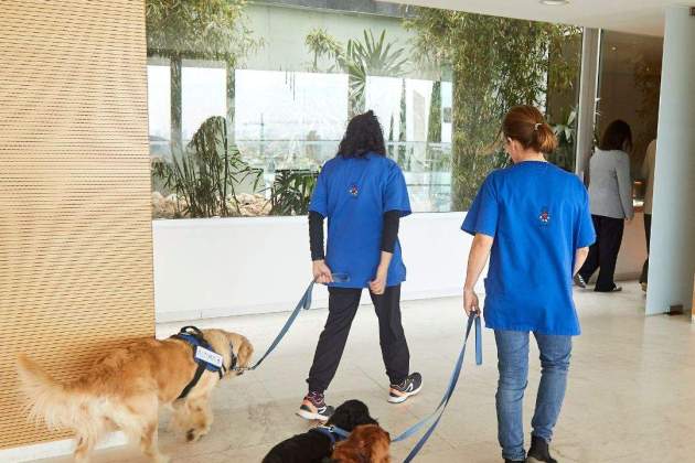 ÀLTIMA gossos ÀLTIMA gossos