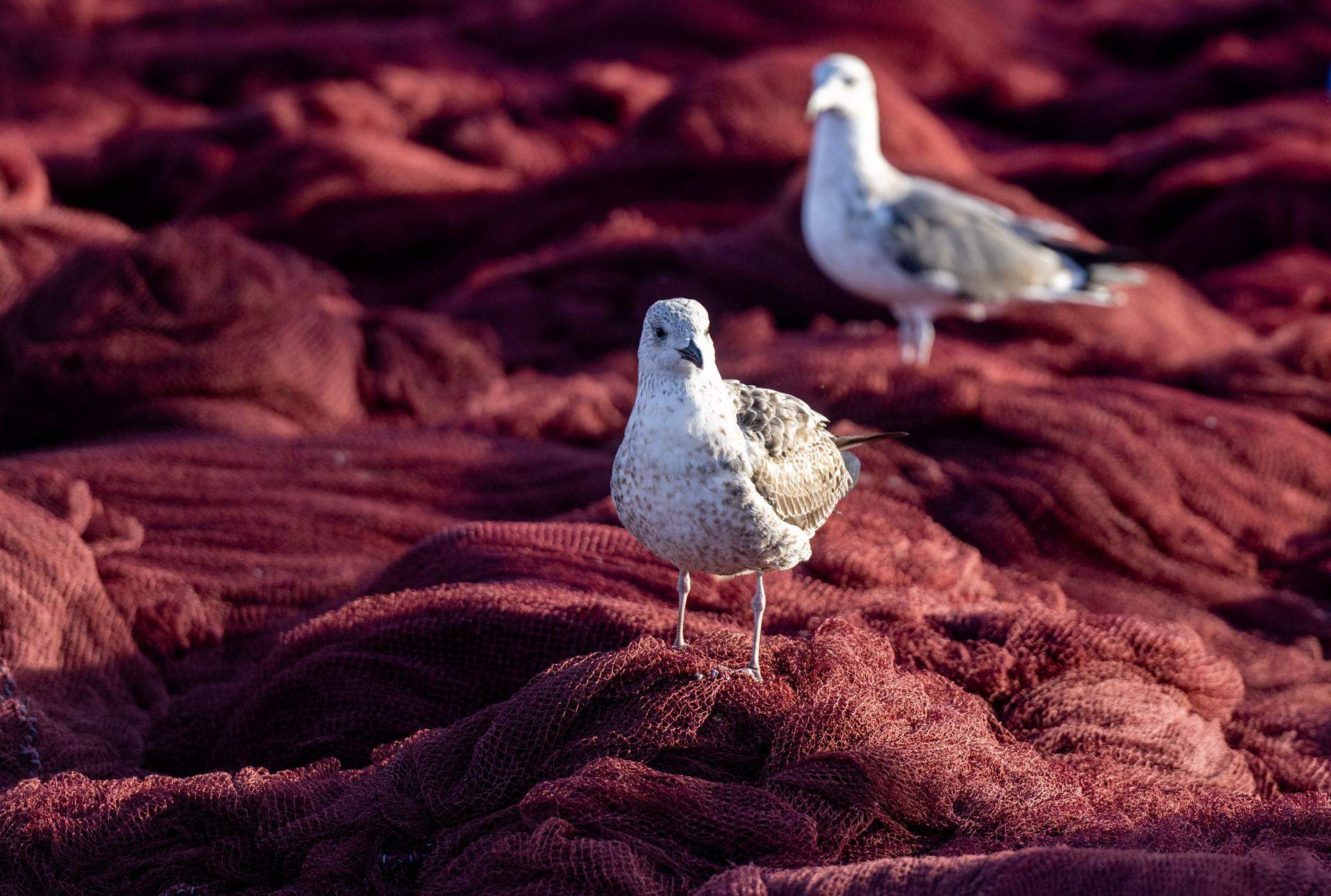 Aaiun (Sàhara Occidental)