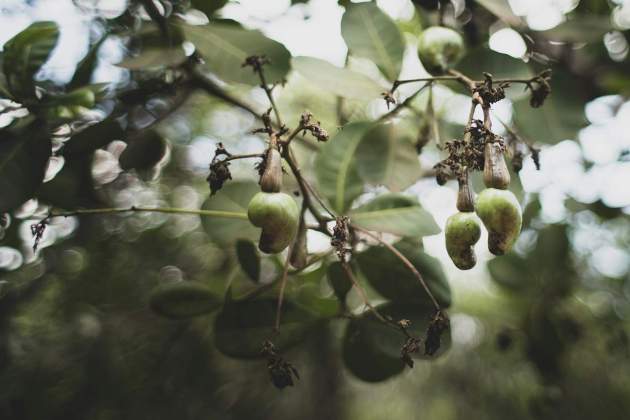 Castaña de cajú / Foto: Unsplash Castaña de cajú / Foto: Unsplash