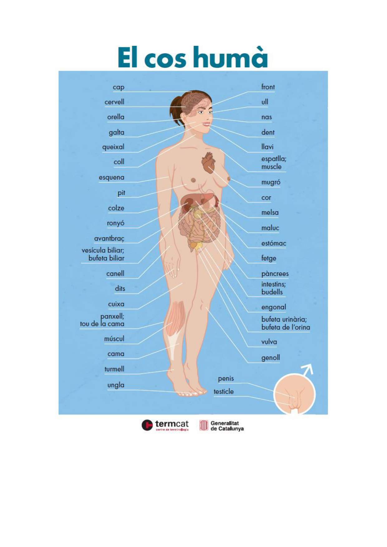 El Cos Huma, cartell vocabulari catala / Salut Termcat El Cos Huma, cartell vocabulari catala / Salut Termcat