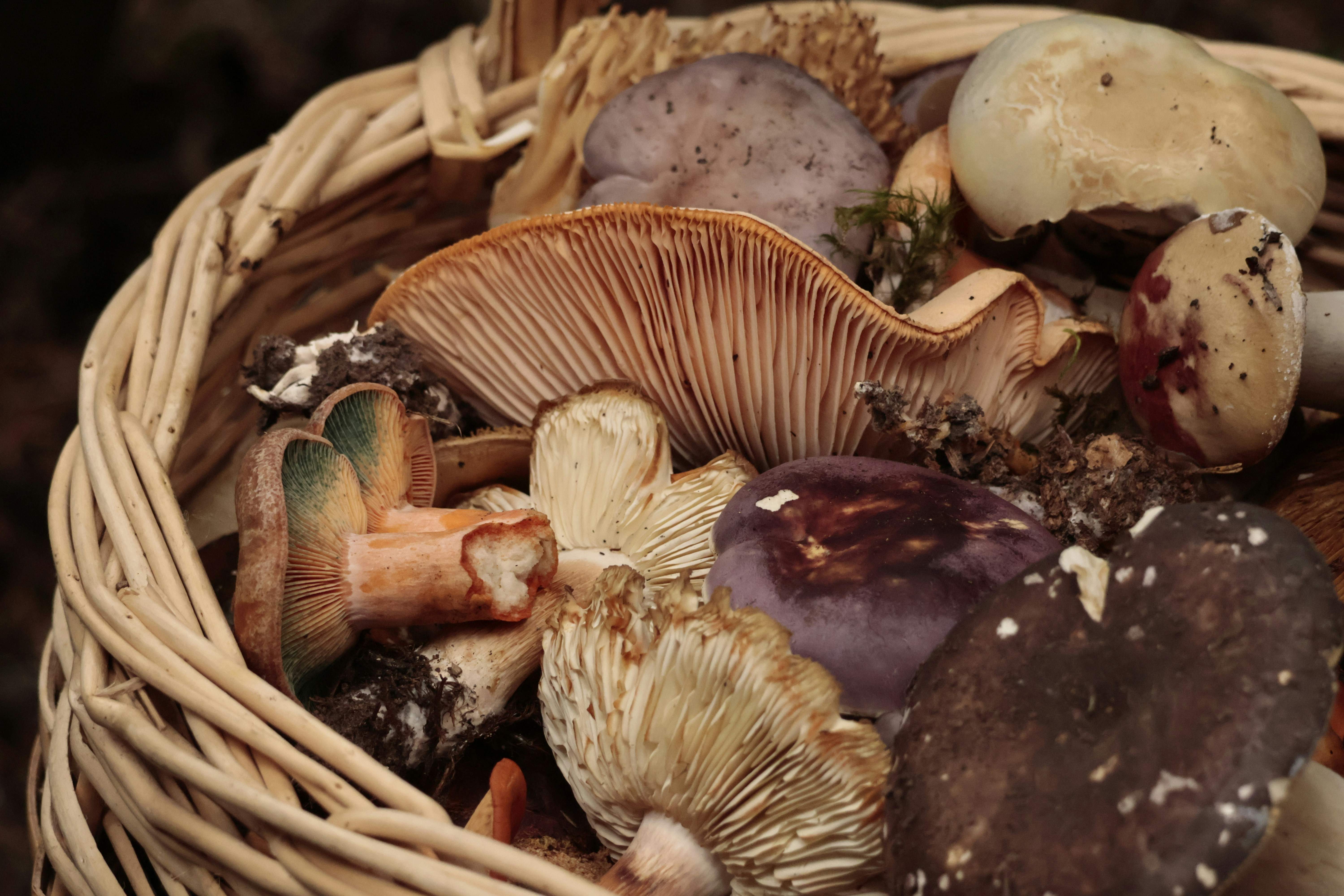 Fuegos y fiestas este fin de semana en Catalunya: los mejores planes para el 22 y 23 de noviembre