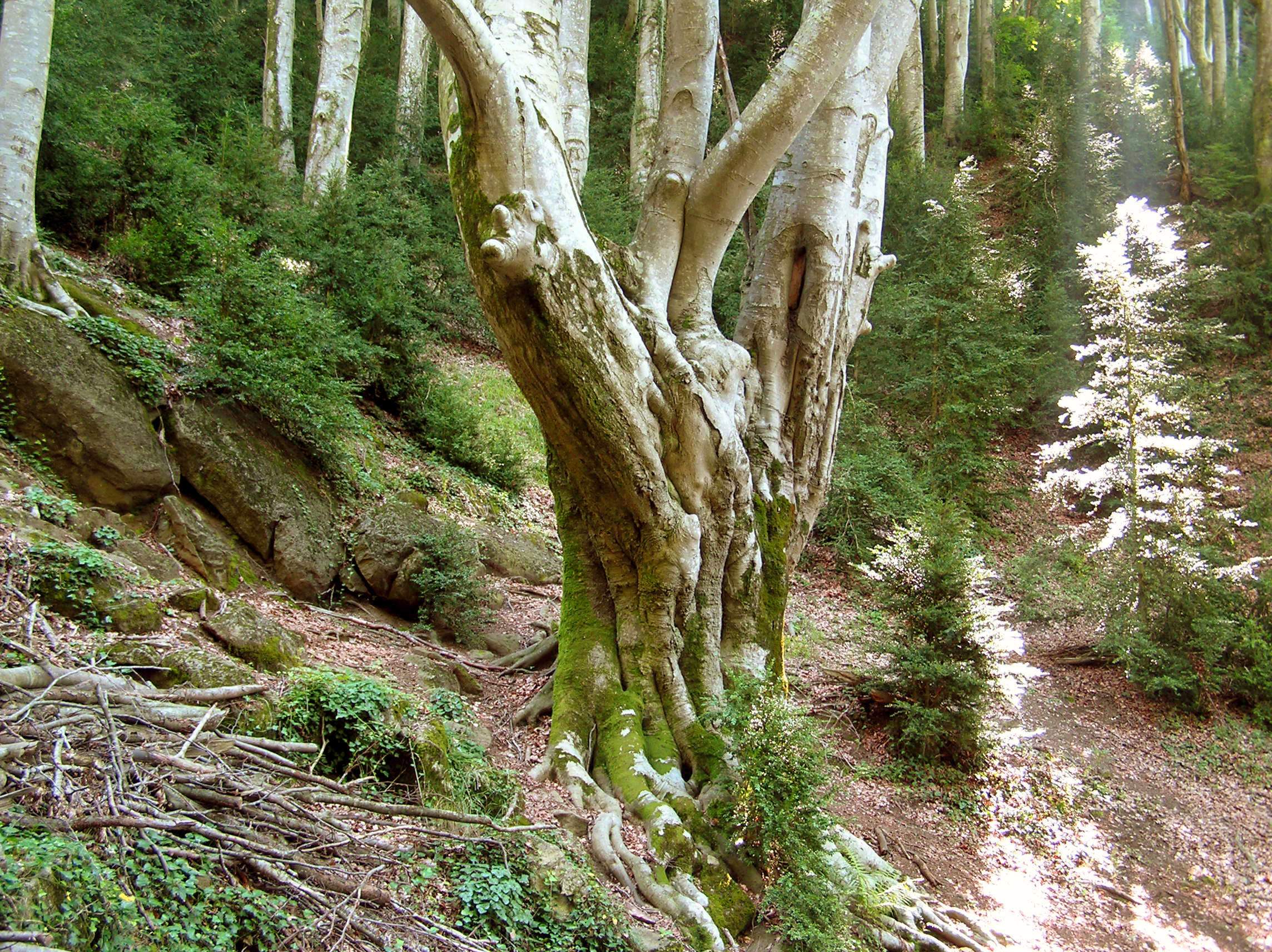 Un racó de Catalunya amagat entre boira i fulles: el faig colossal que tothom vol veure