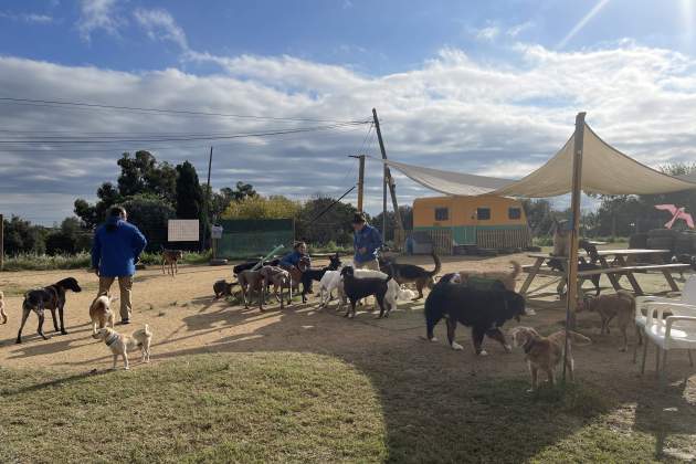 DOG DAY CAMP / Foto: Alba Richart