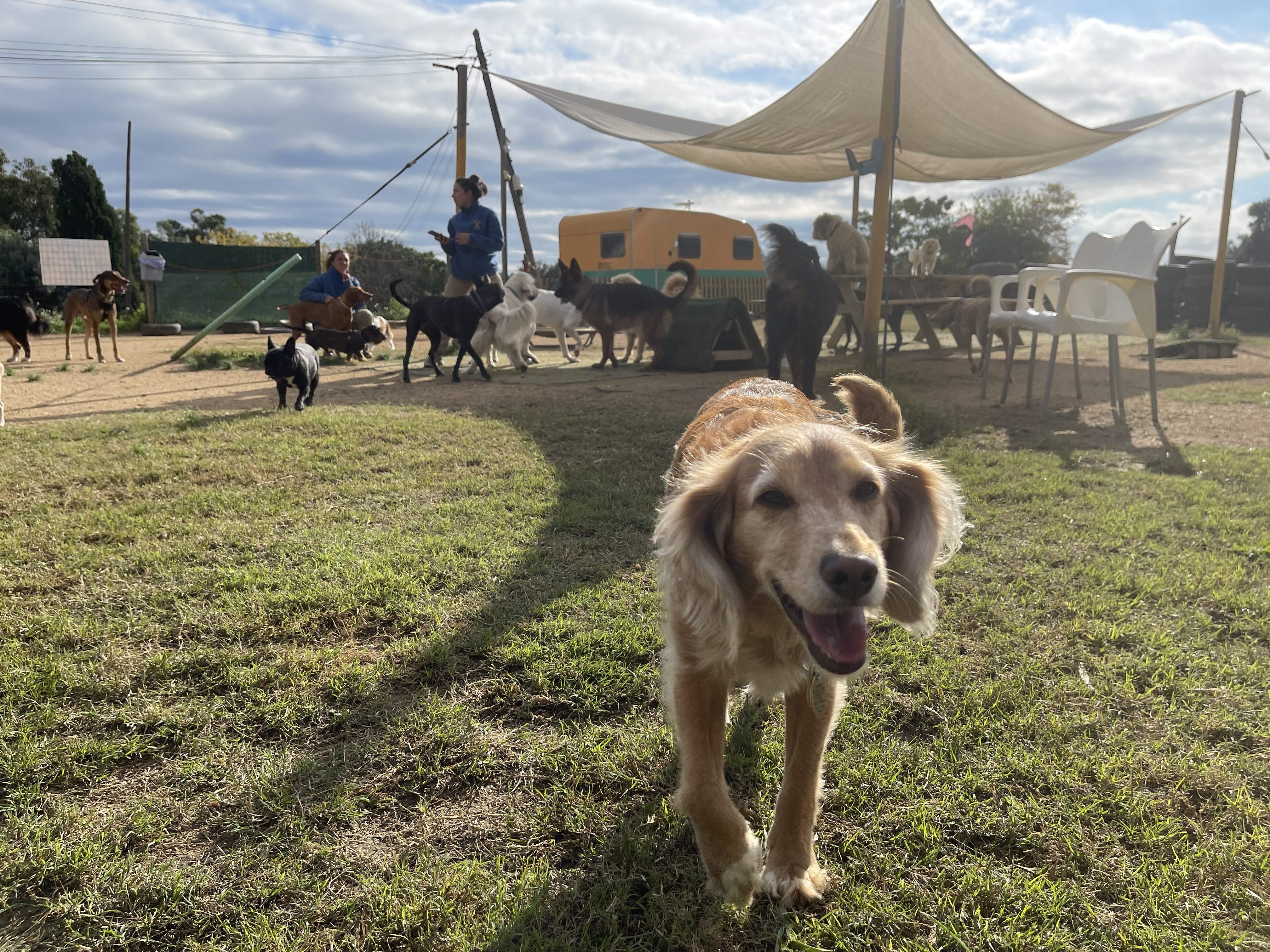 Alliberats de la corretja urbana: així és el dia a dia d'un gos en una guarderia canina a Cabrils