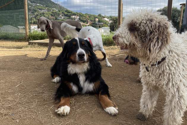 DOG DAY CAMP / Foto: Alba Richart