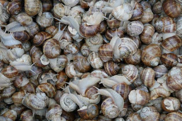 Caracoles al natural / Foto: Unsplash