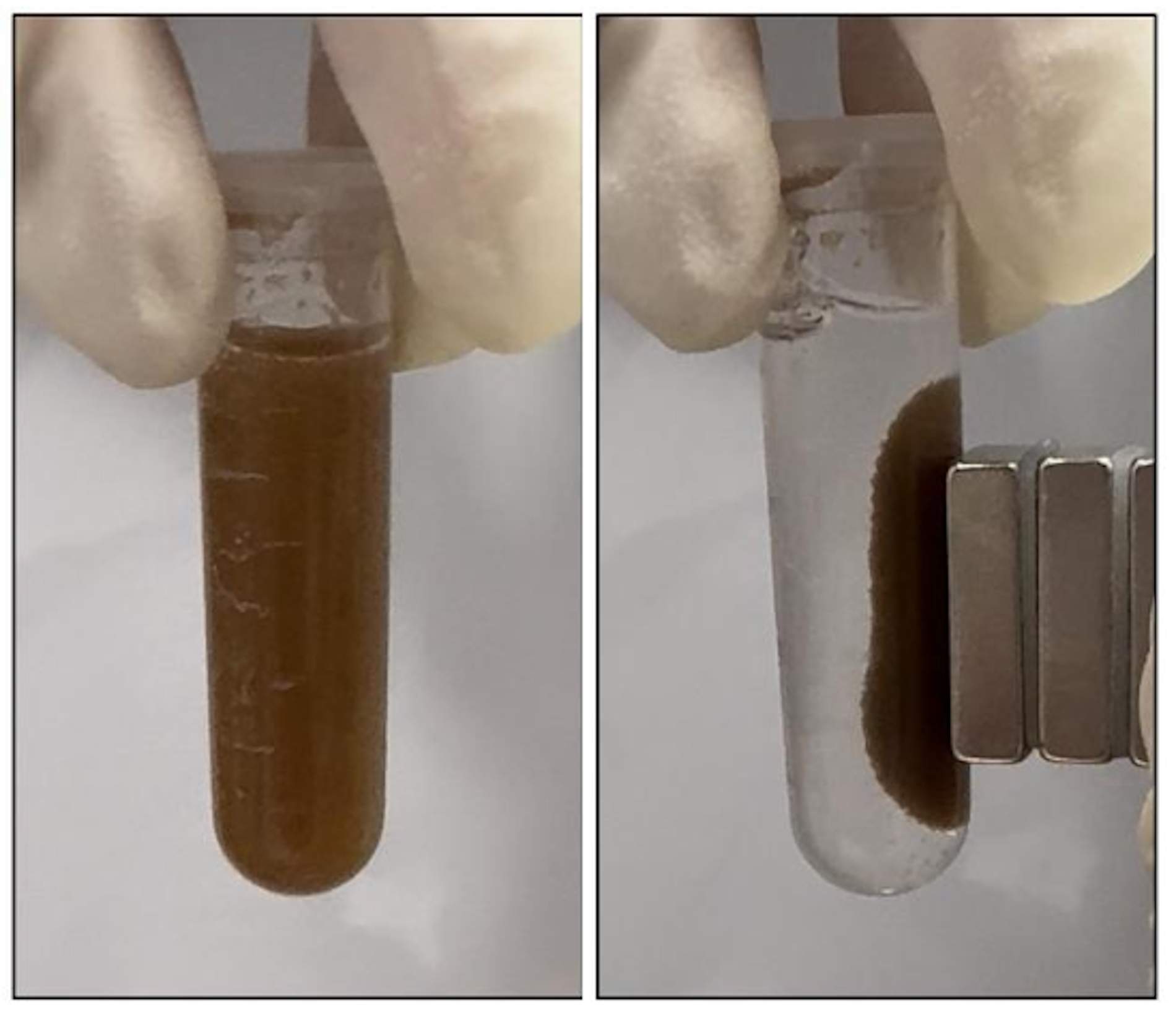 Unas 'píldoras' de bacterias podrían sustituir a las colonoscopias para detectar enfermedades