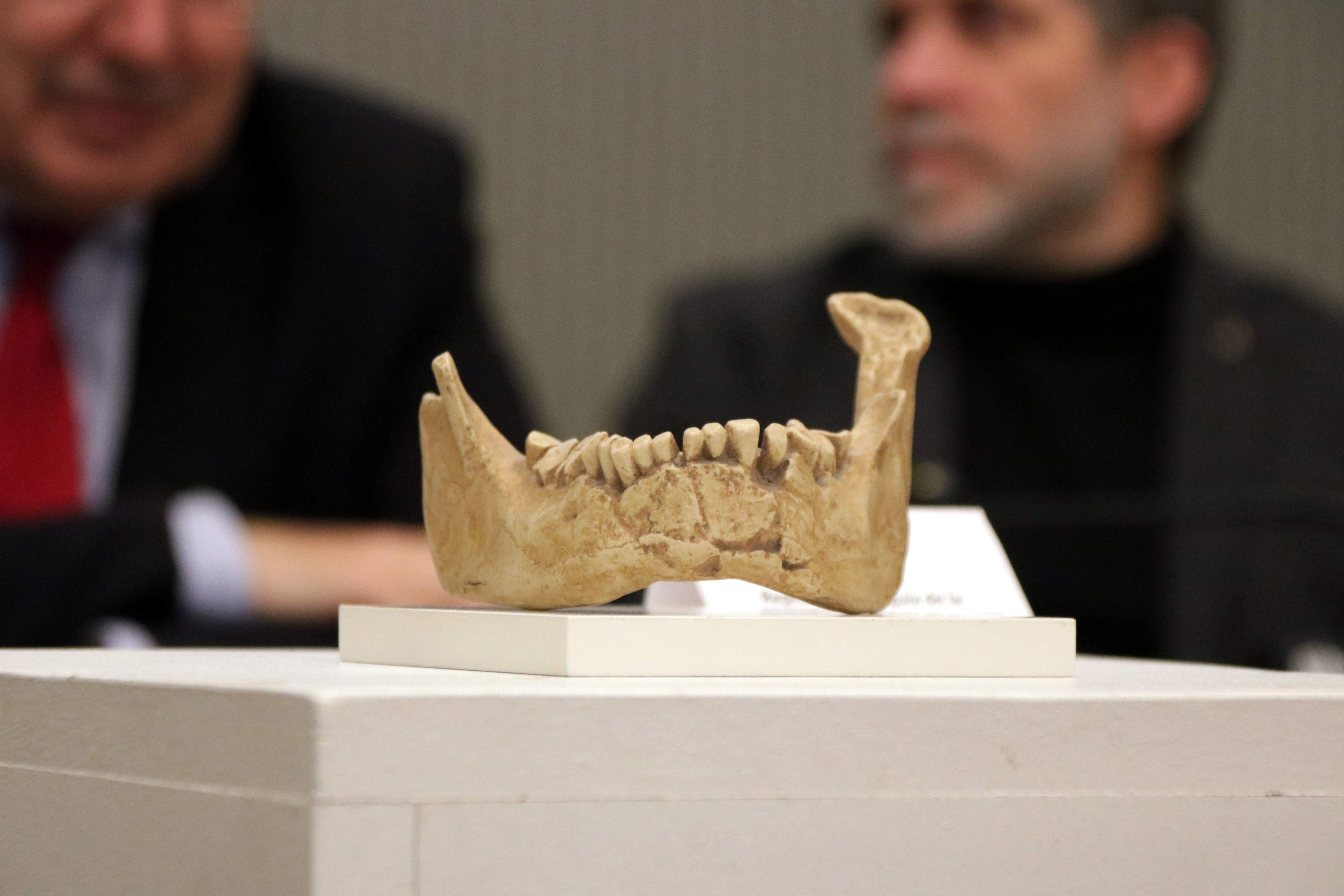 La Mandíbula de Banyoles, uno de los fósiles más importantes de Europa, se queda en casa