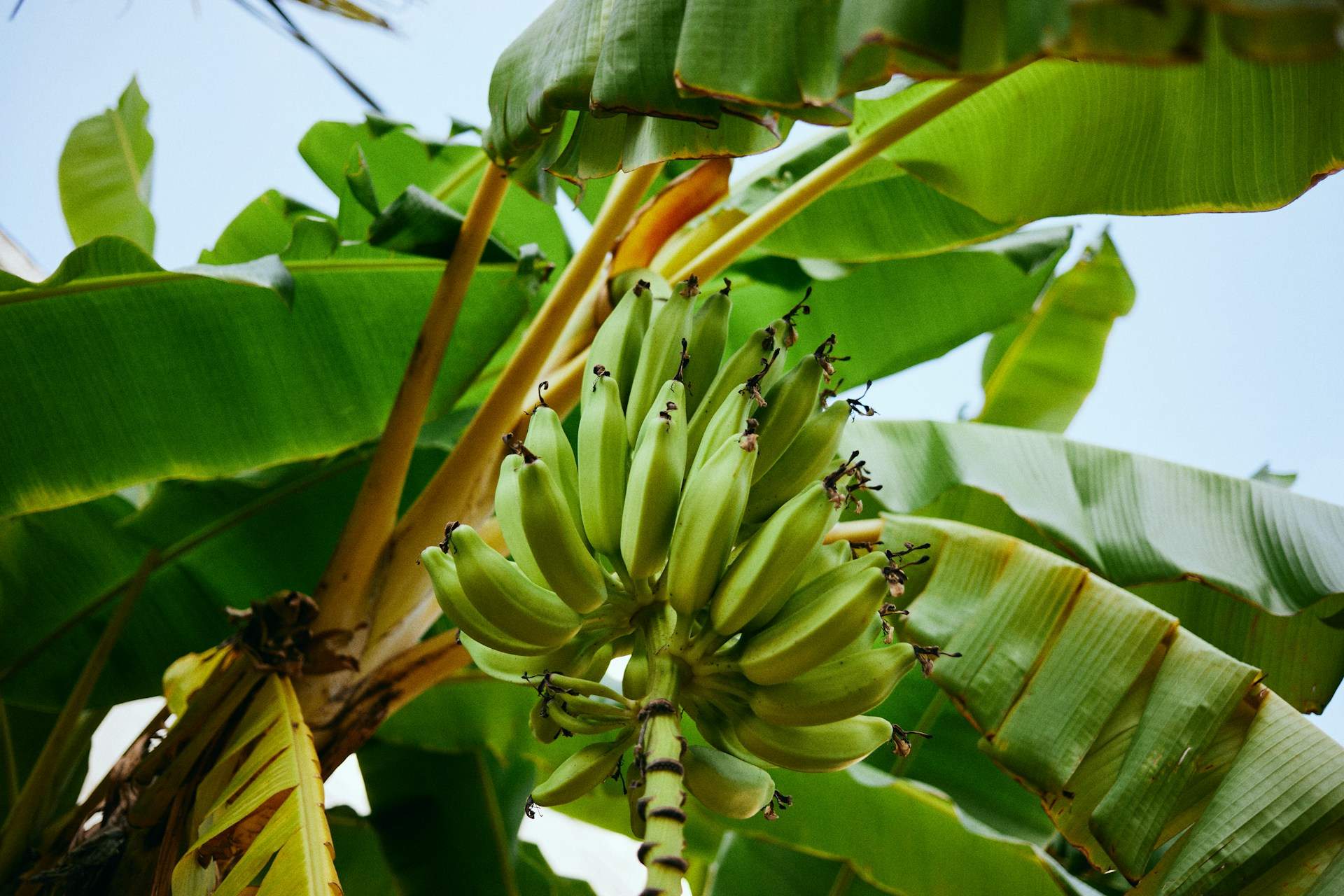 Todas las propiedades del banano de Montaña: la fruta tropical más desconocida