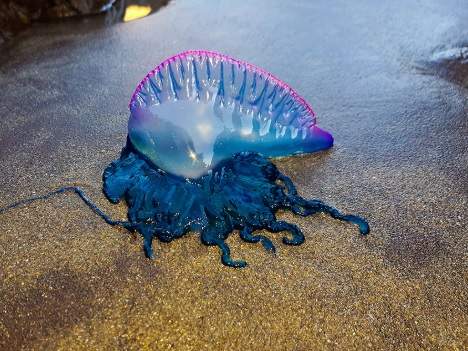 Caravel·la portuguesa