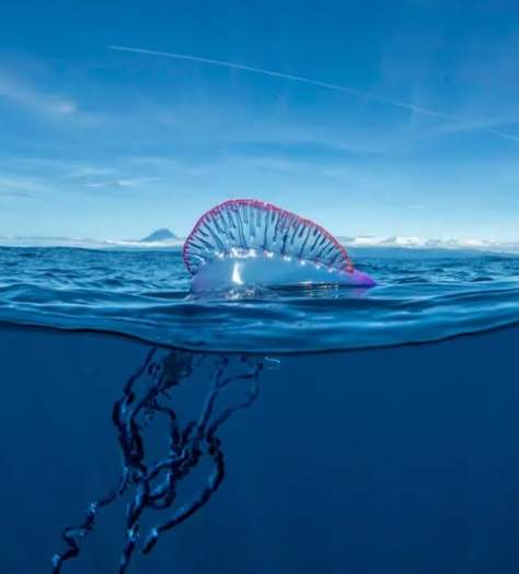 Caravel·la portuguesaw