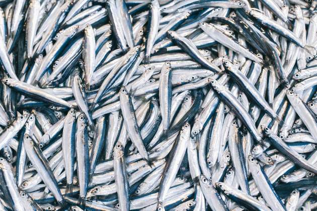 Sardina, la protagonista / Foto: Unsplash