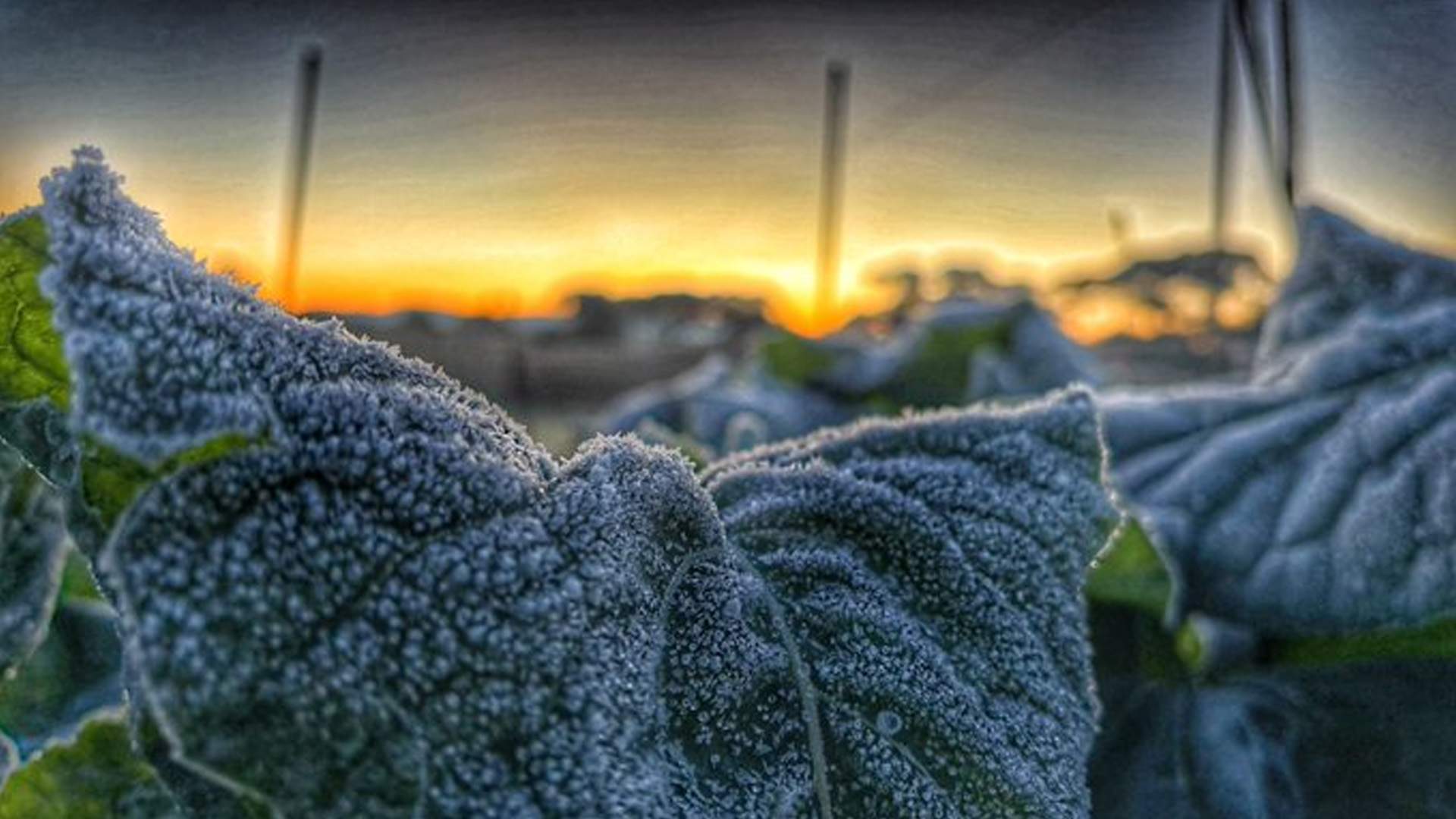 Medio Catalunya bajo cero: noches de congelador en el interior y peligro de heladas negras