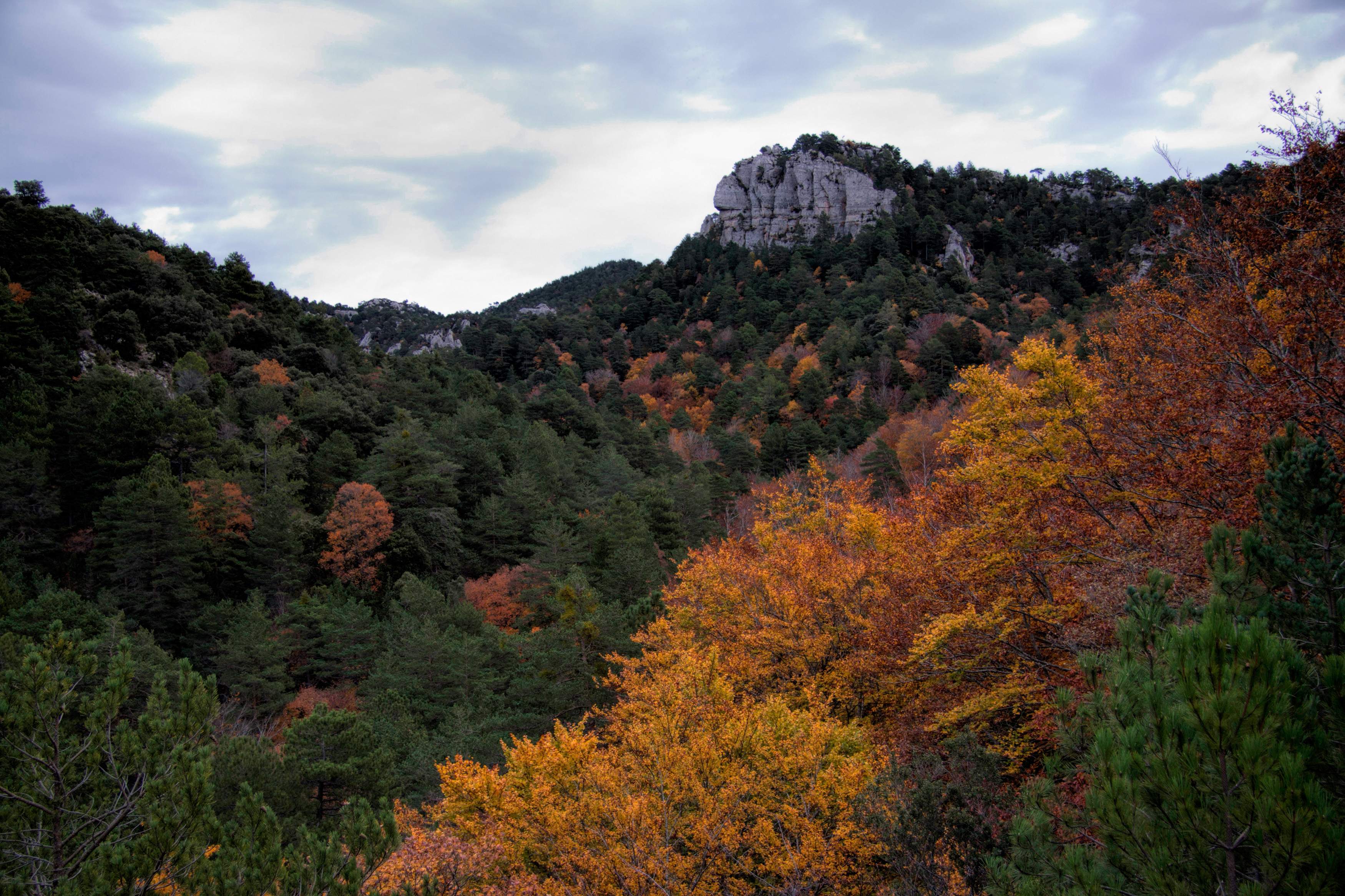 Un bosque mágico en el sur de Catalunya donde las hayas desafían el clima mediterráneo