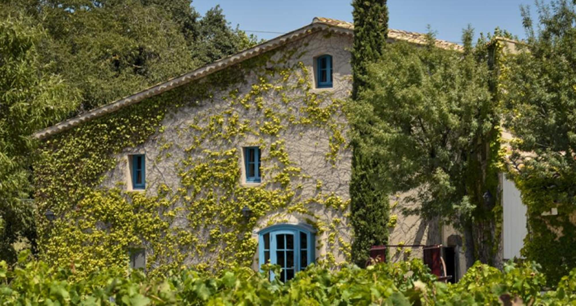 Nadal entre vinyes a la Masia Mas Rabell