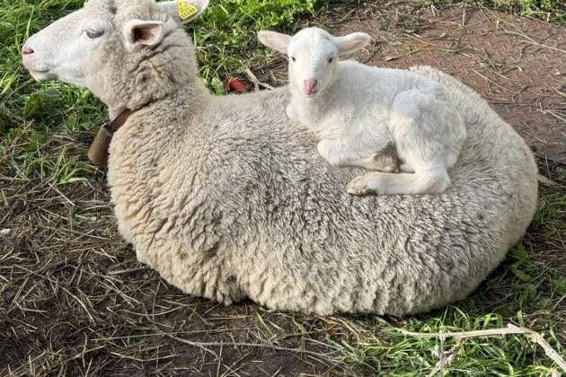 carloslozanovip 1729691233 3485225127144539641 4025309266 carloslozanovip 1729691233 3485225127144539641 4025309266