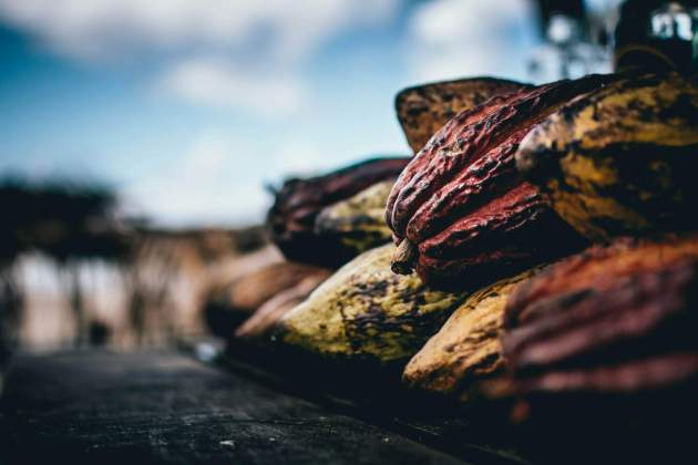 Un fruto muy parecido al cacao / Foto: Unsplash Un fruto muy parecido al cacao / Foto: Unsplash