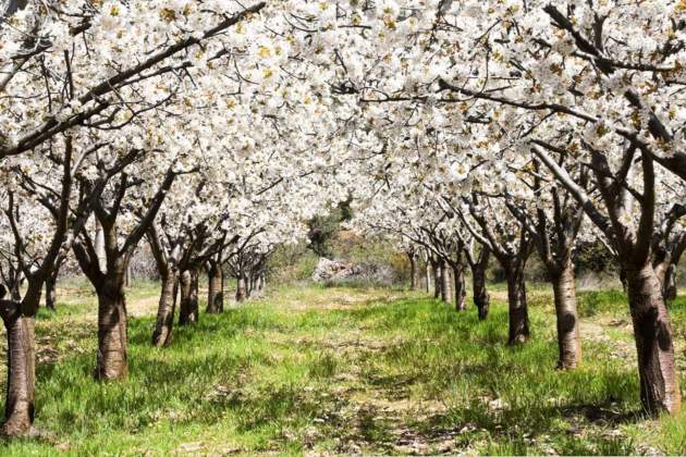 8. Vall del Jerte. Font Pinterest 8. Vall del Jerte. Font Pinterest