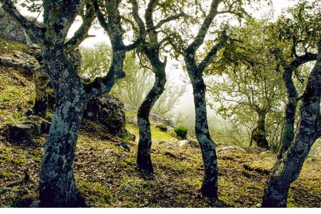 9. Monfragüe. Fuente Parque Nacional de Monfragüe 9. Monfragüe. Fuente Parque Nacional de Monfragüe