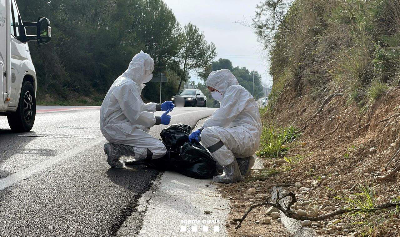 La UE desplegarà el seu equip d'emergència veterinària a Catalunya per la pesta porcina africana