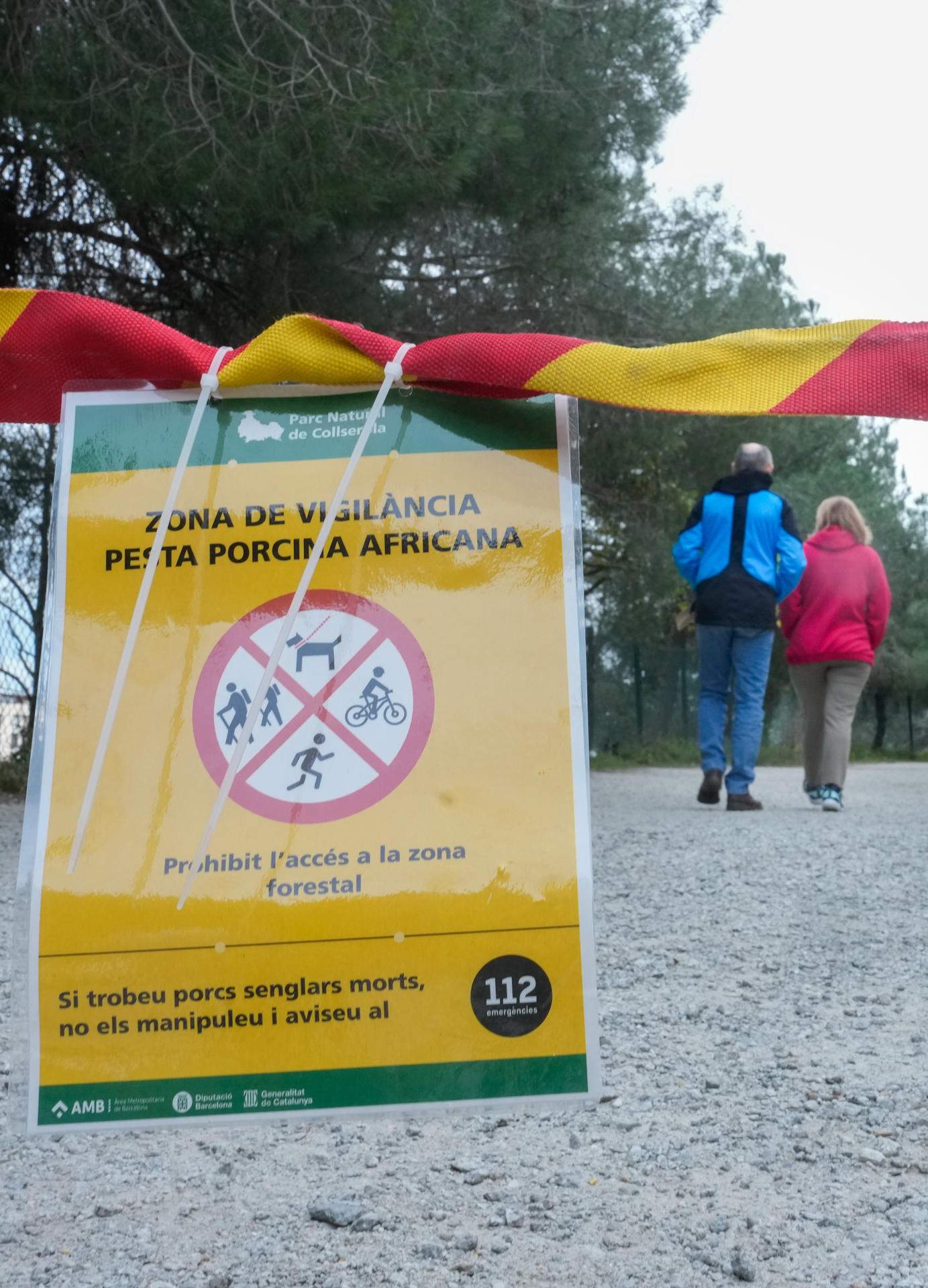 18 nous positius de pesta porcina en senglars: ja s'han confirmat 103 casos a Catalunya