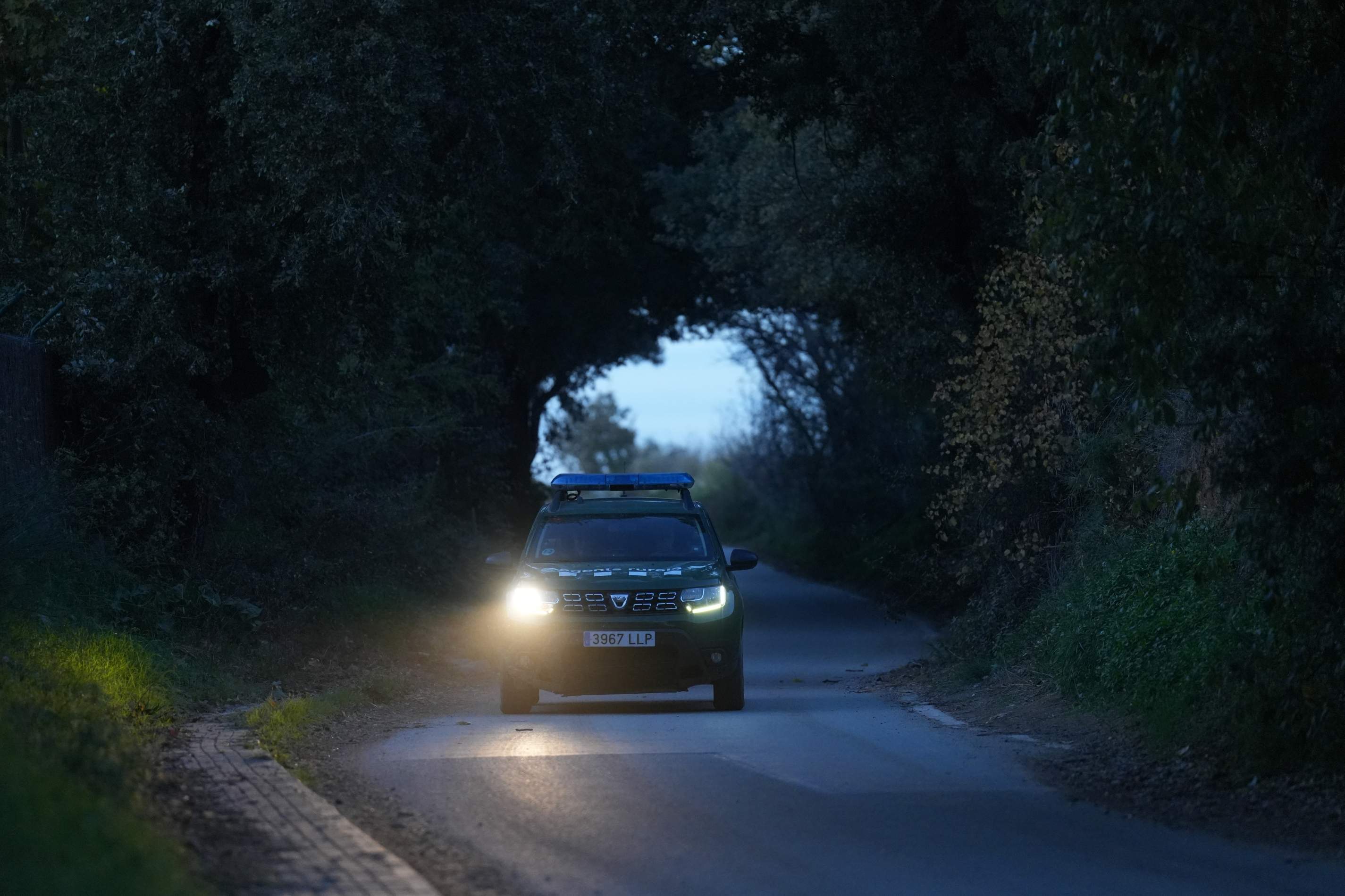 L'estratègia dels Agents Rurals per contenir el brot de pesta porcina: encerclar i matar els porcs senglars