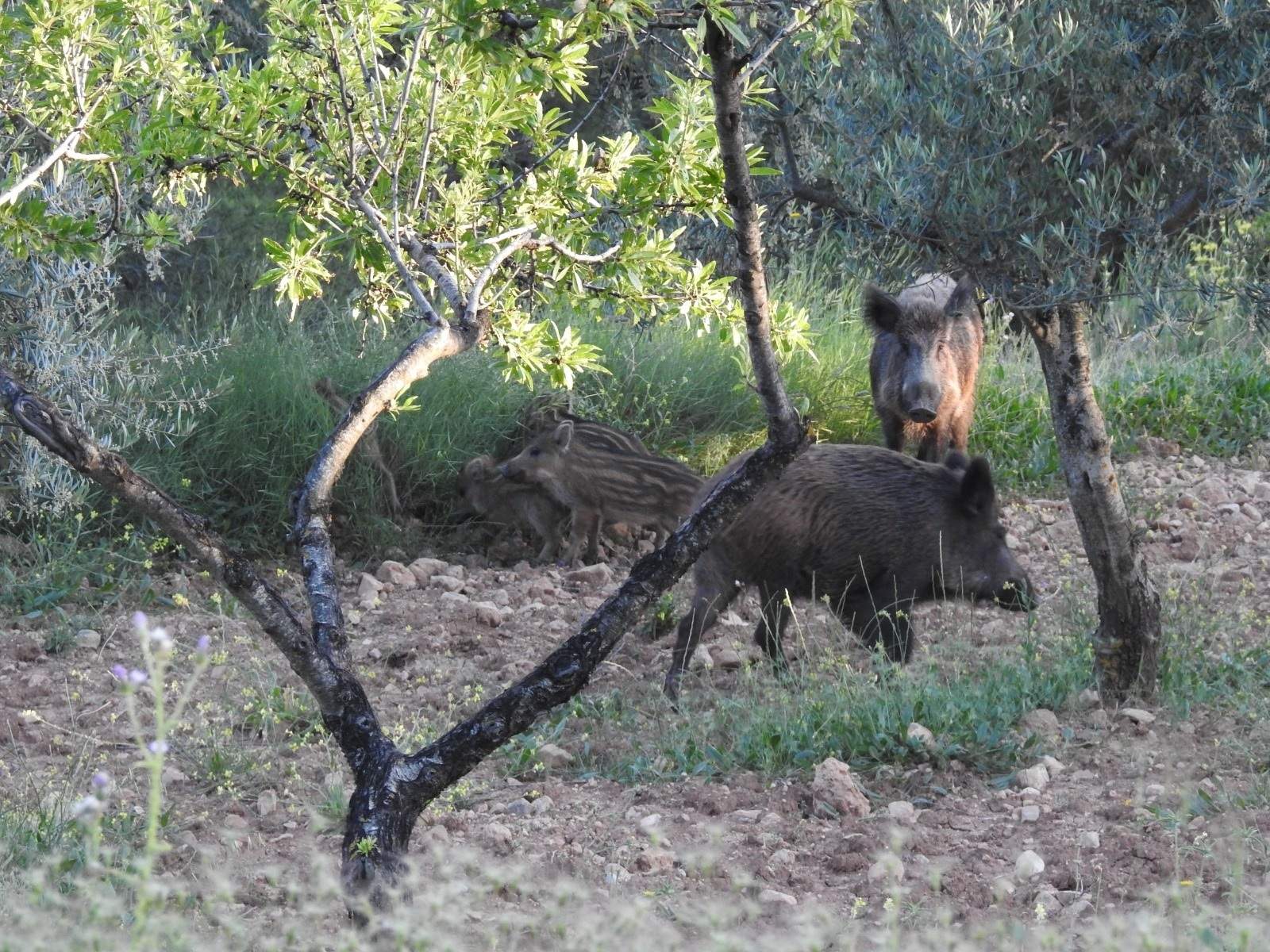 ¿Qué tan probable es que la peste porcina llegue a las granjas?