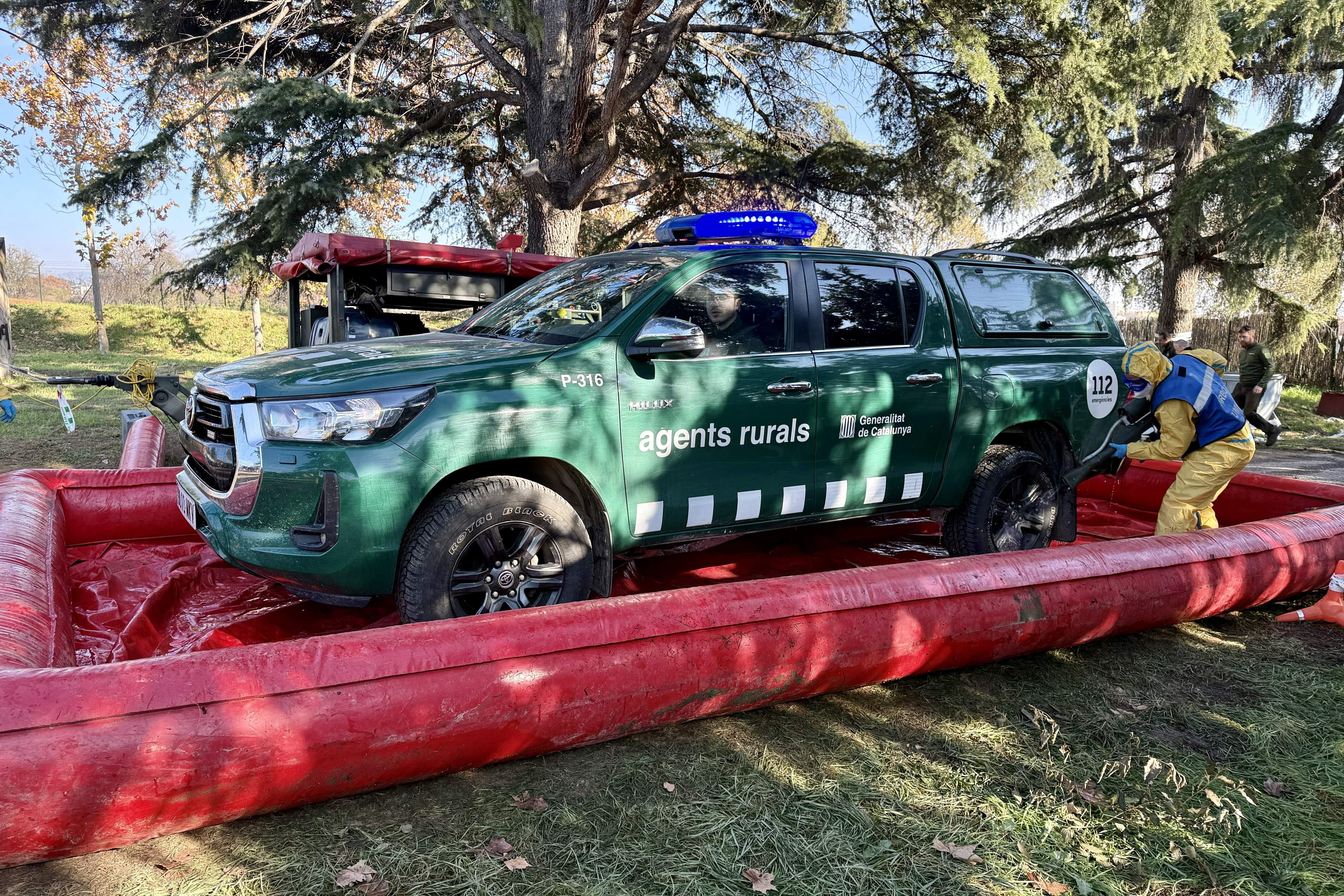 Hallados hasta 50 jabalíes muertos en el radio de afectación en Collserola