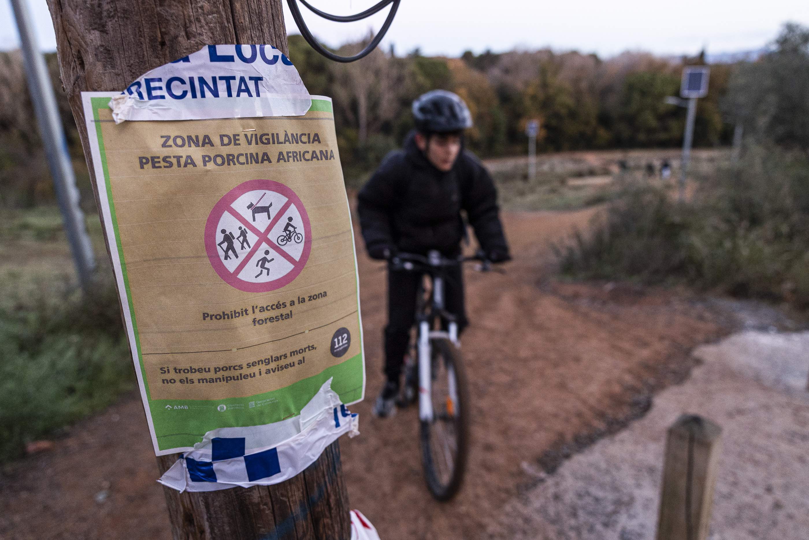 20251205 ESCOLA AVENÇ PESTA PORCINA PORCS SENGLARS COLLSEROLA / Foto: Montse Giralt 20251205 ESCOLA AVENÇ PESTA PORCINA PORCS SENGLARS COLLSEROLA / Foto: Montse Giralt