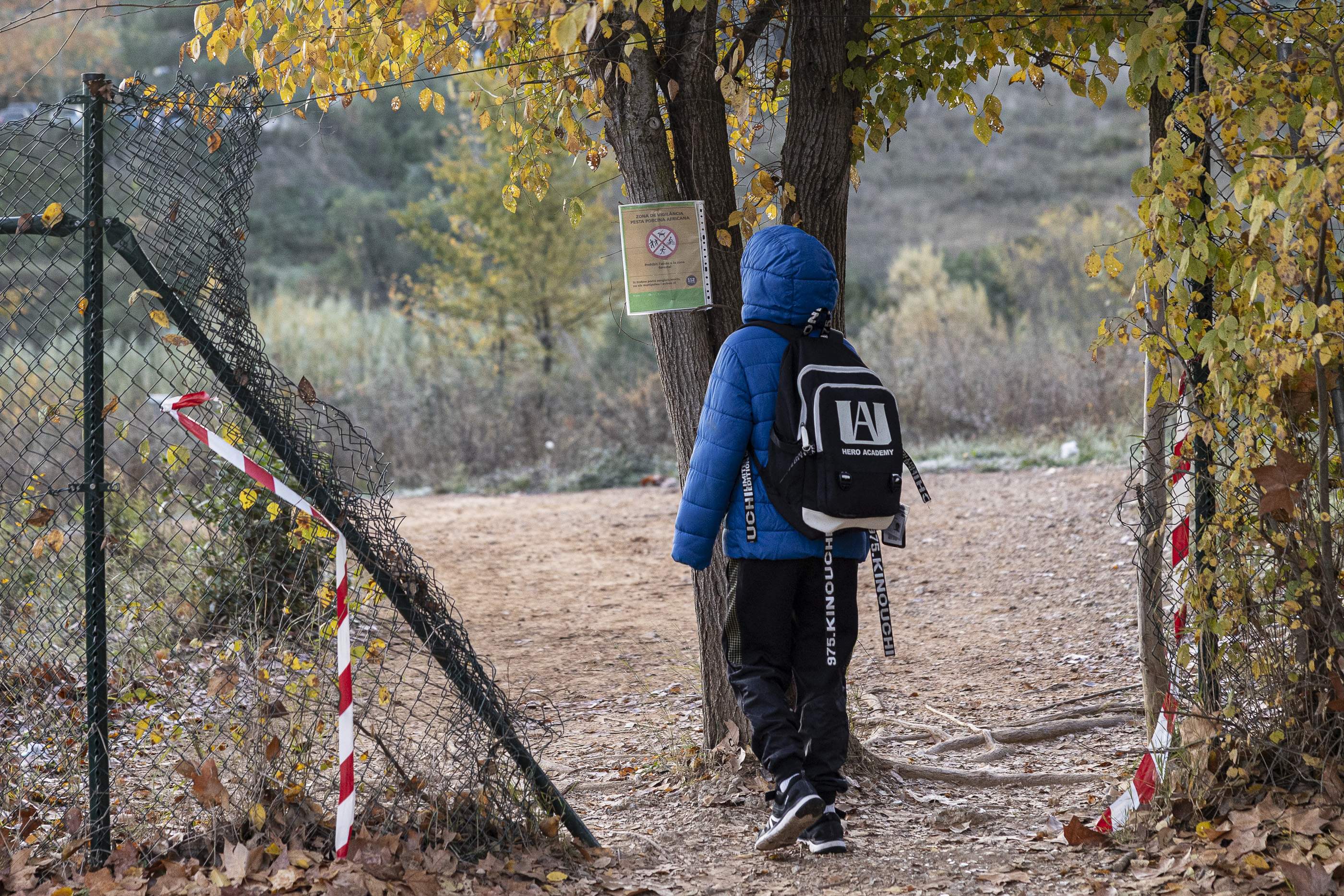 20251205 ESCOLA AVENÇ PESTA PORCINA PORCS SENGLARS COLLSEROLA / Foto: Montse Giralt 20251205 ESCOLA AVENÇ PESTA PORCINA PORCS SENGLARS COLLSEROLA / Foto: Montse Giralt