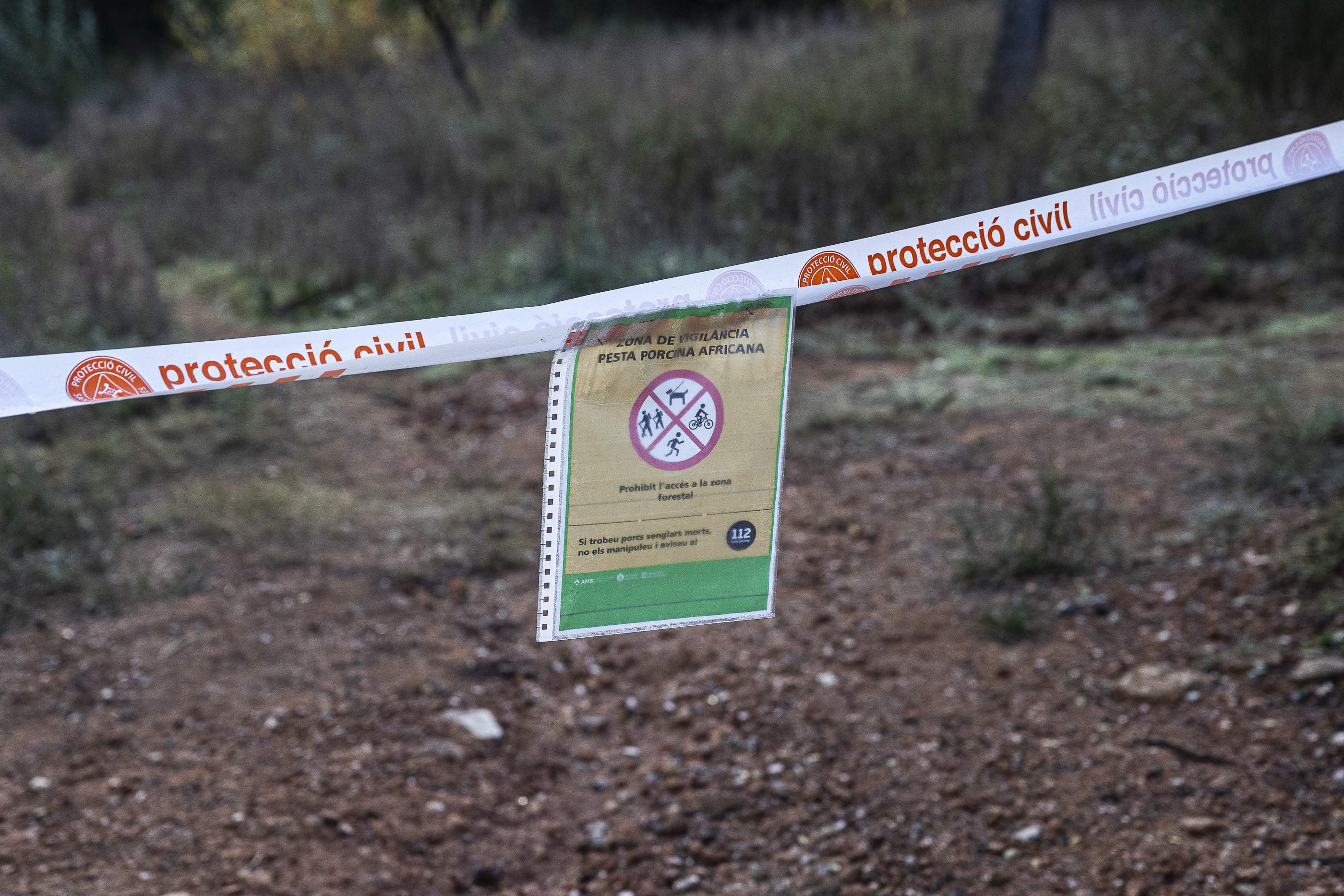 Troben dos senglars més morts a la zona d'alt risc i estudien crear un tercer perímetre de seguretat