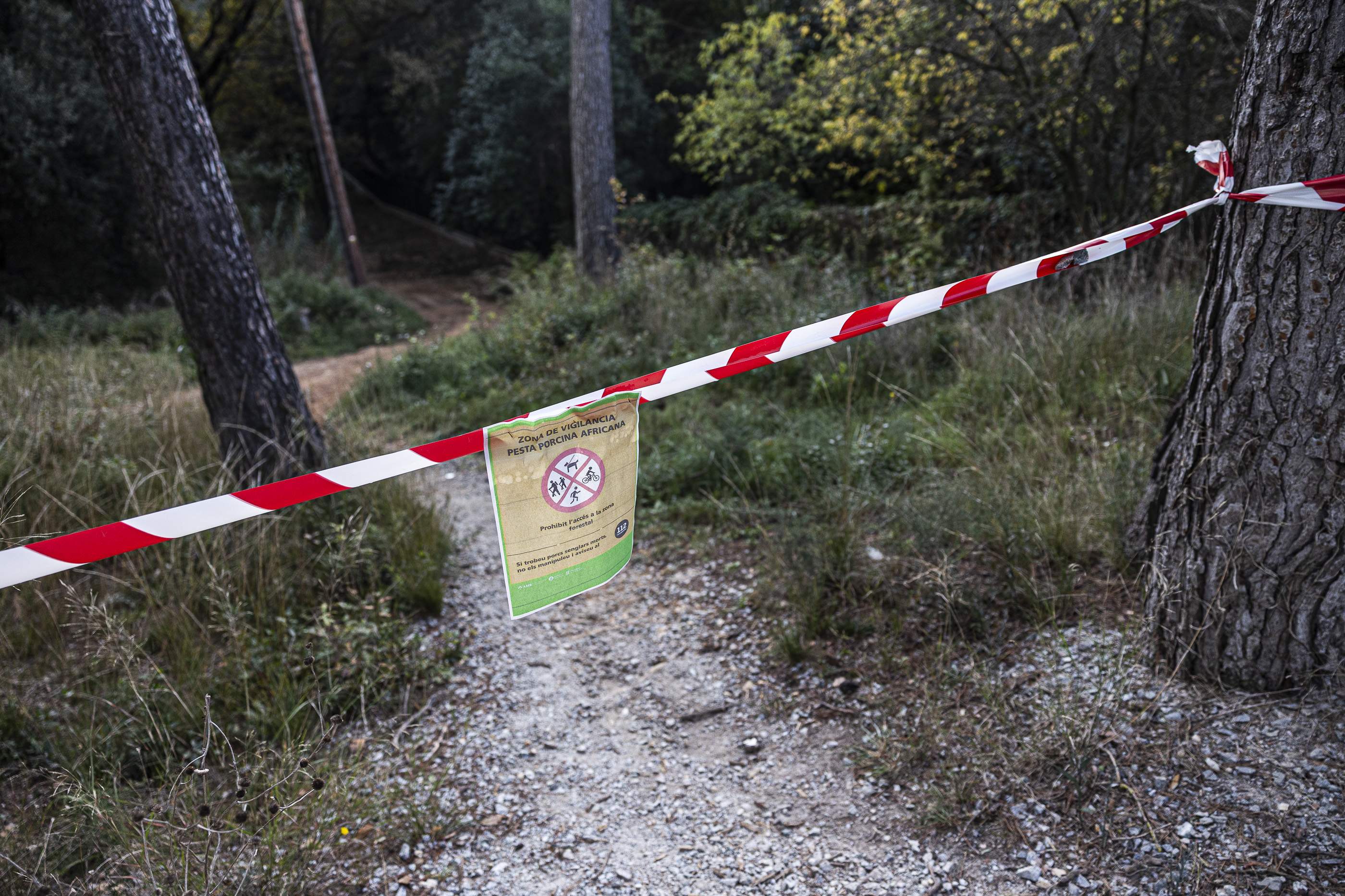 ¿El brote de peste porcina es fruto de una mala planificación?