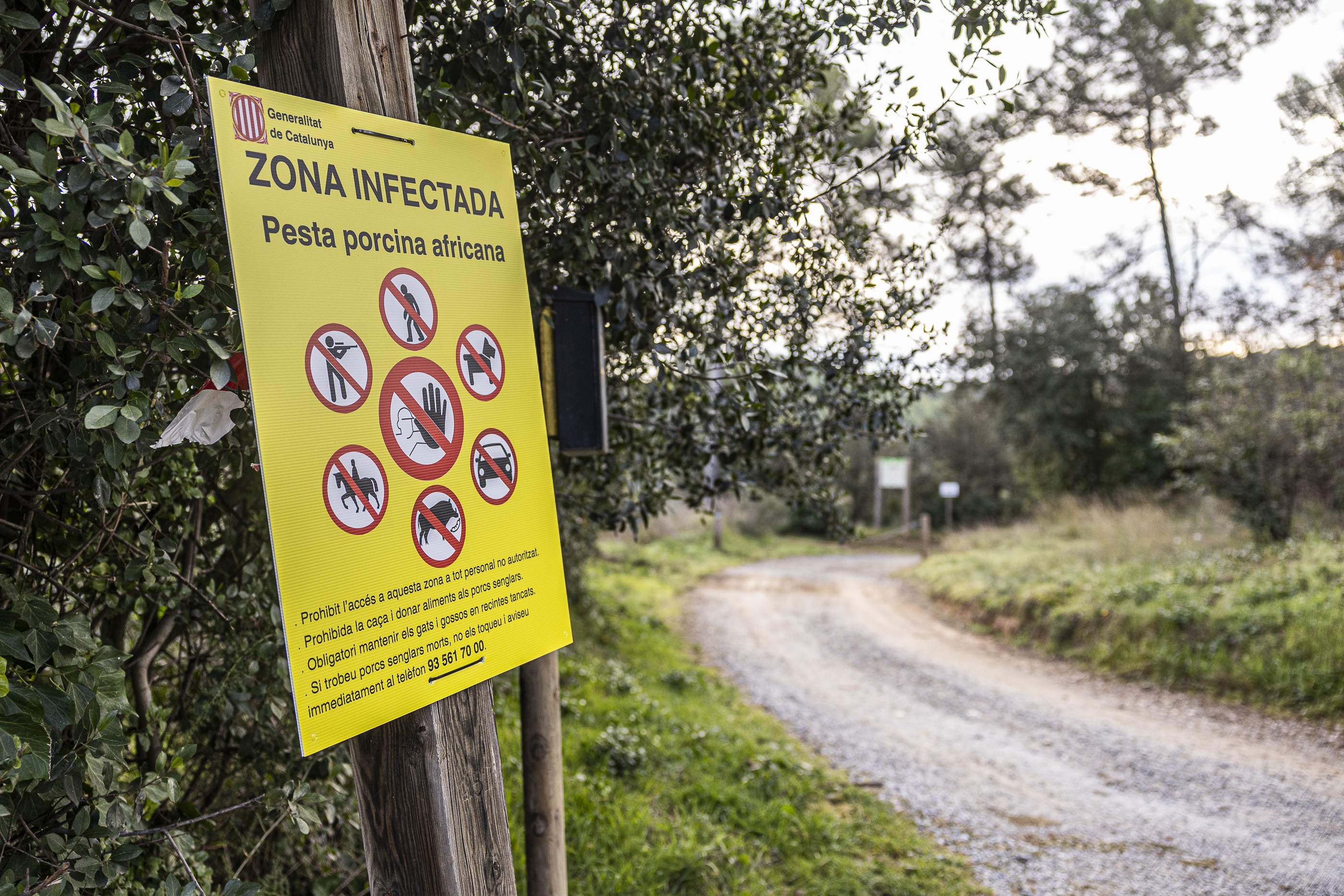 El Govern rebajará la prohibición de acceso al medio natural por la peste porcina a partir del lunes