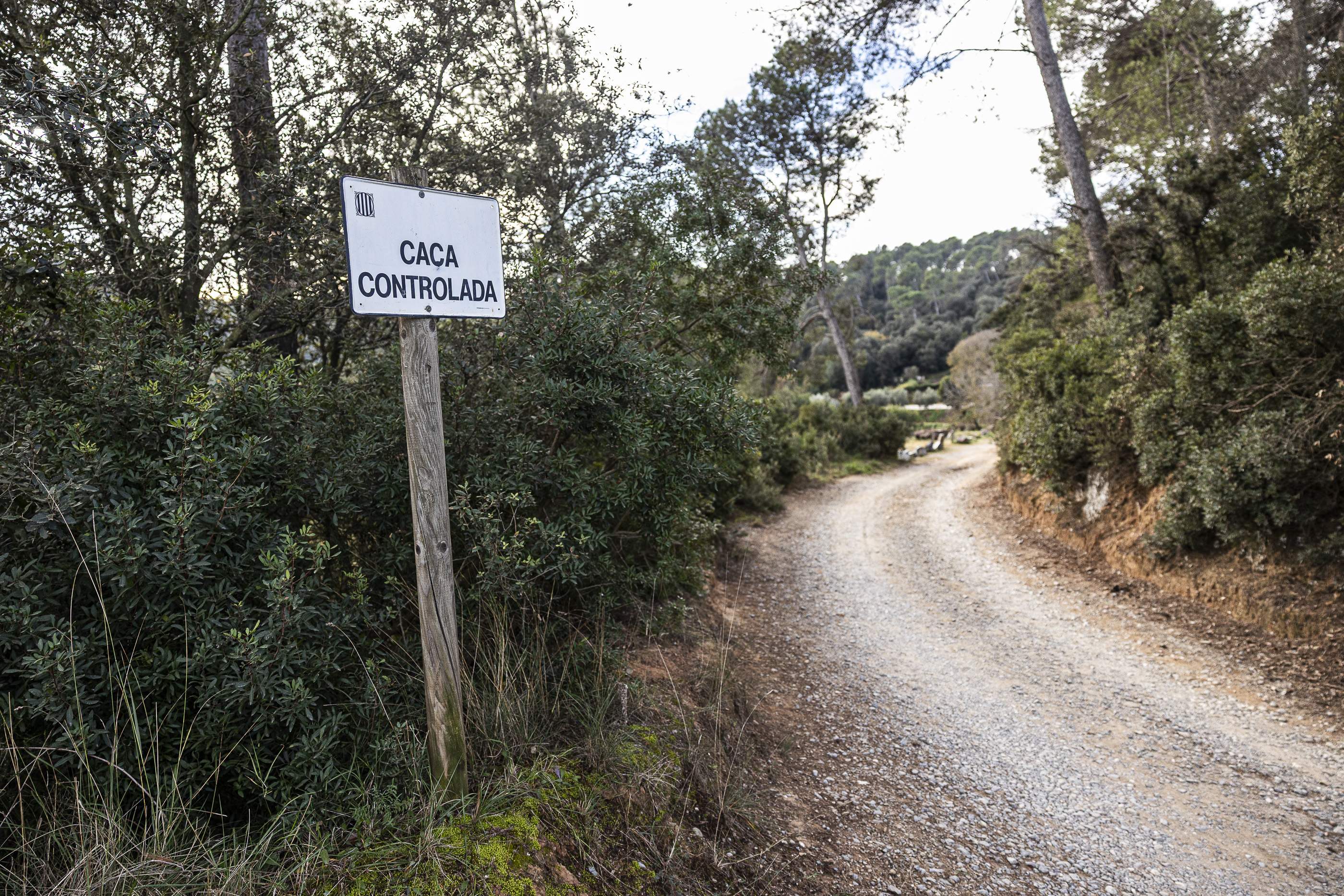 20251205 PESTA PORCINA PORCS SENGLARS COLLSEROLA / Foto: Montse Giralt 20251205 PESTA PORCINA PORCS SENGLARS COLLSEROLA / Foto: Montse Giralt