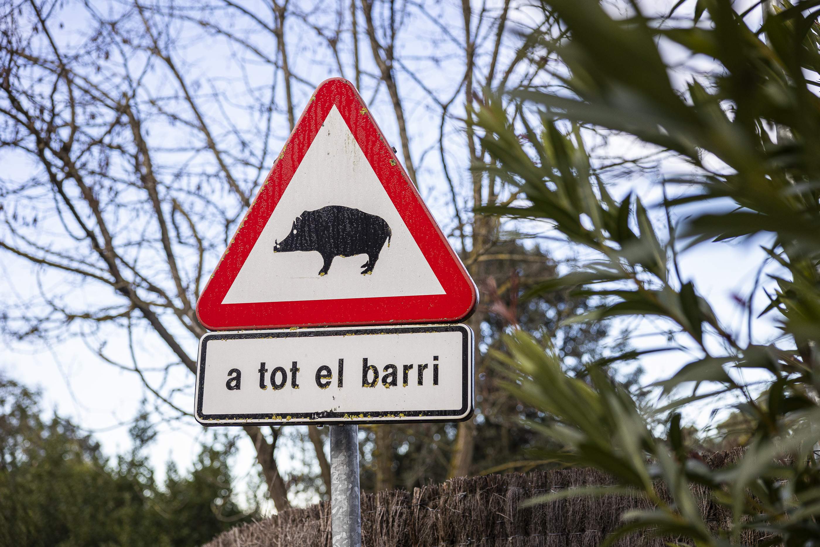 Declarada l’emergència per a les actuacions sobre la pesta porcina