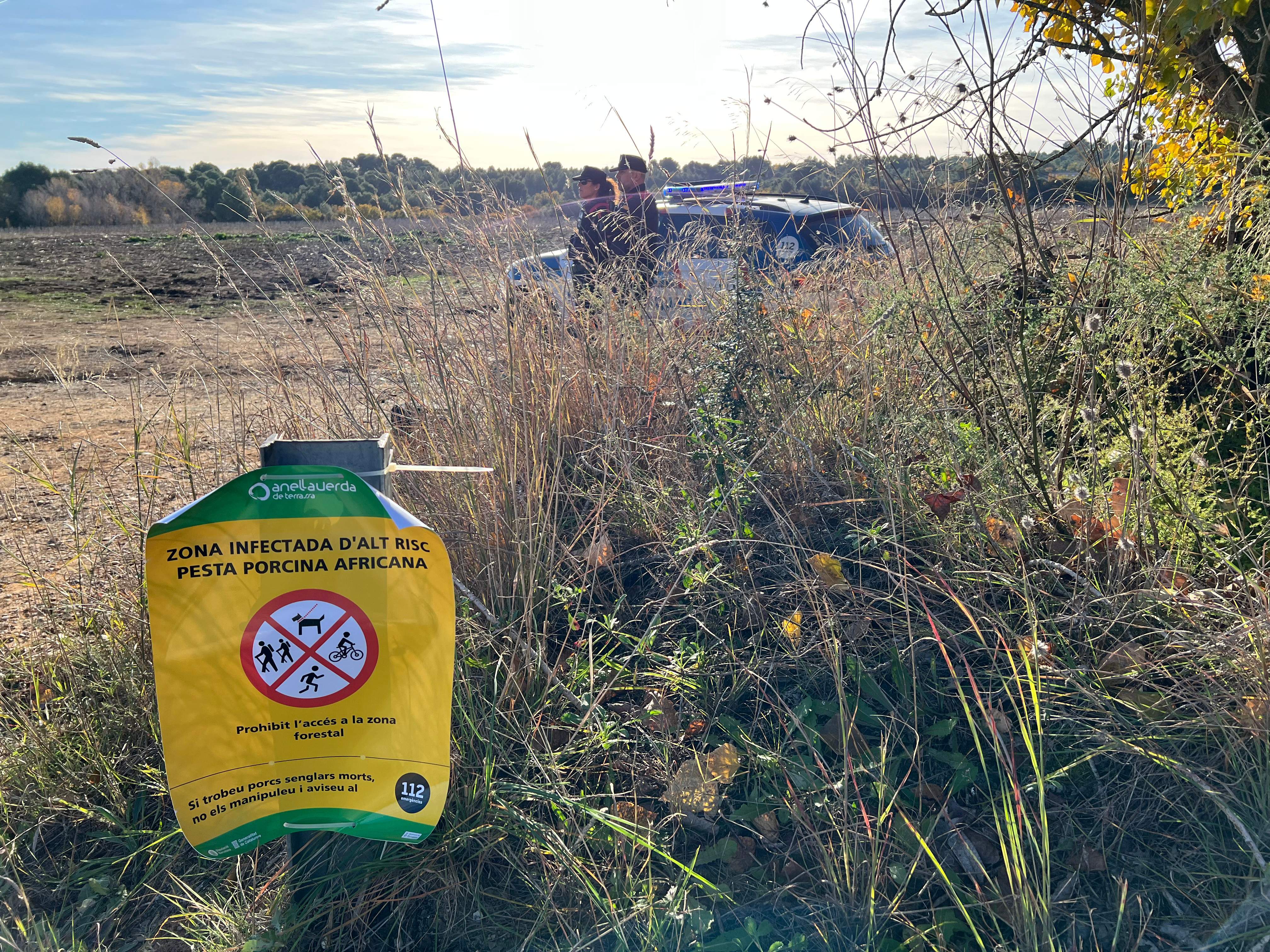 Control máximo en la zona infectada de peste porcina: Mossos sancionará en caso de incumplimiento "sostenido"