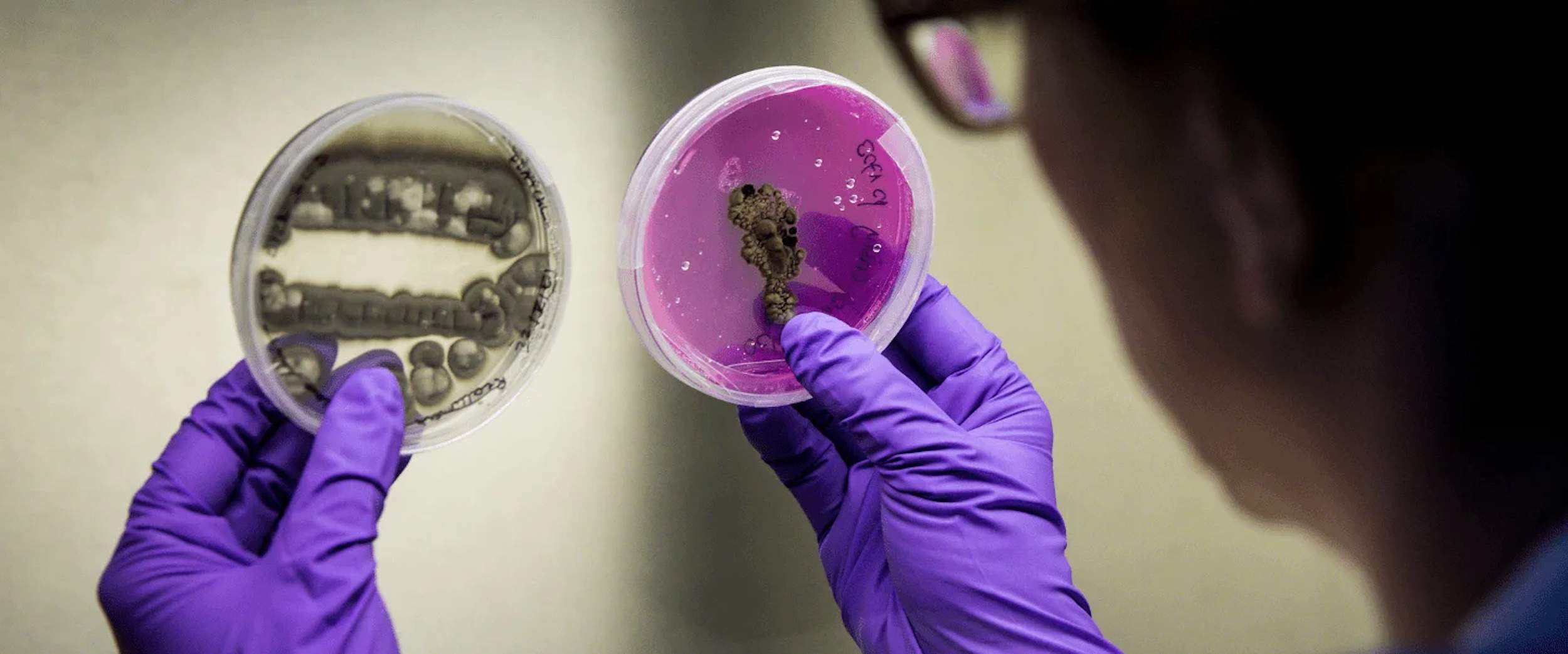 ¿Quién forma el comité de seis expertos en bioseguridad que liderará la auditoría de la peste porcina?